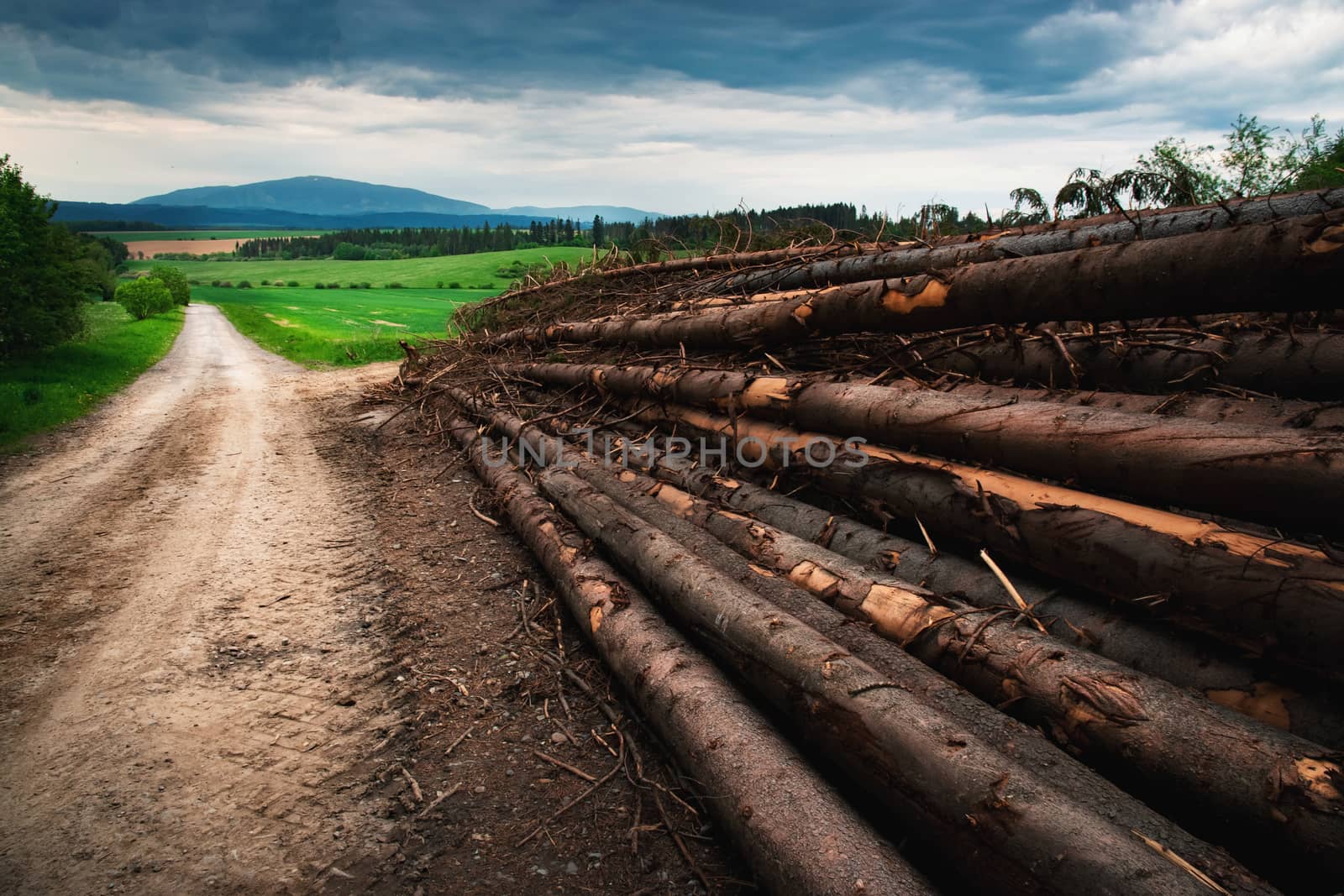 nature background pile of round spruce wood in the countryside