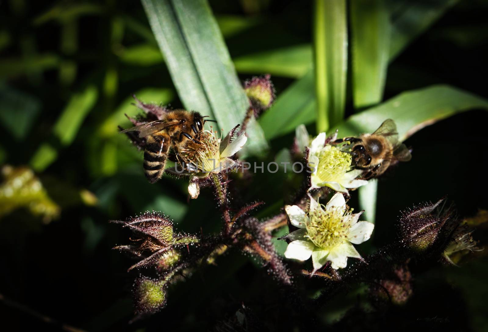 nature seasonal background Two bees on blackberries