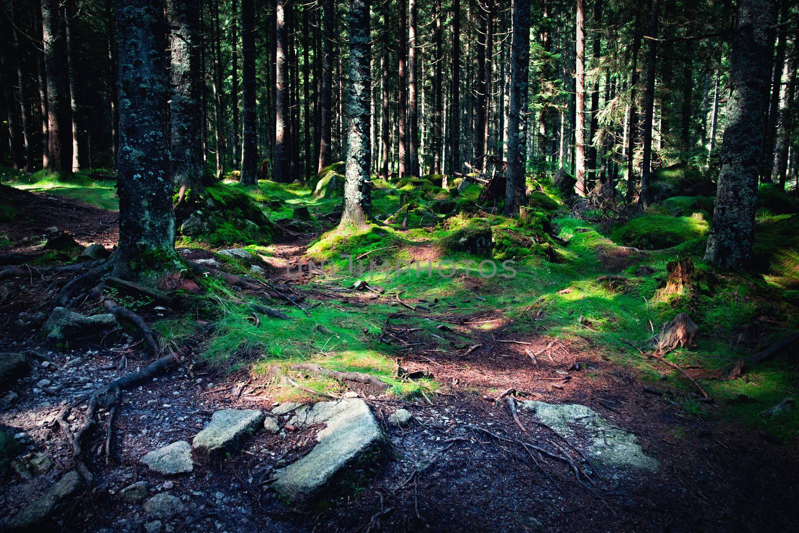 nature background old forest with shining light