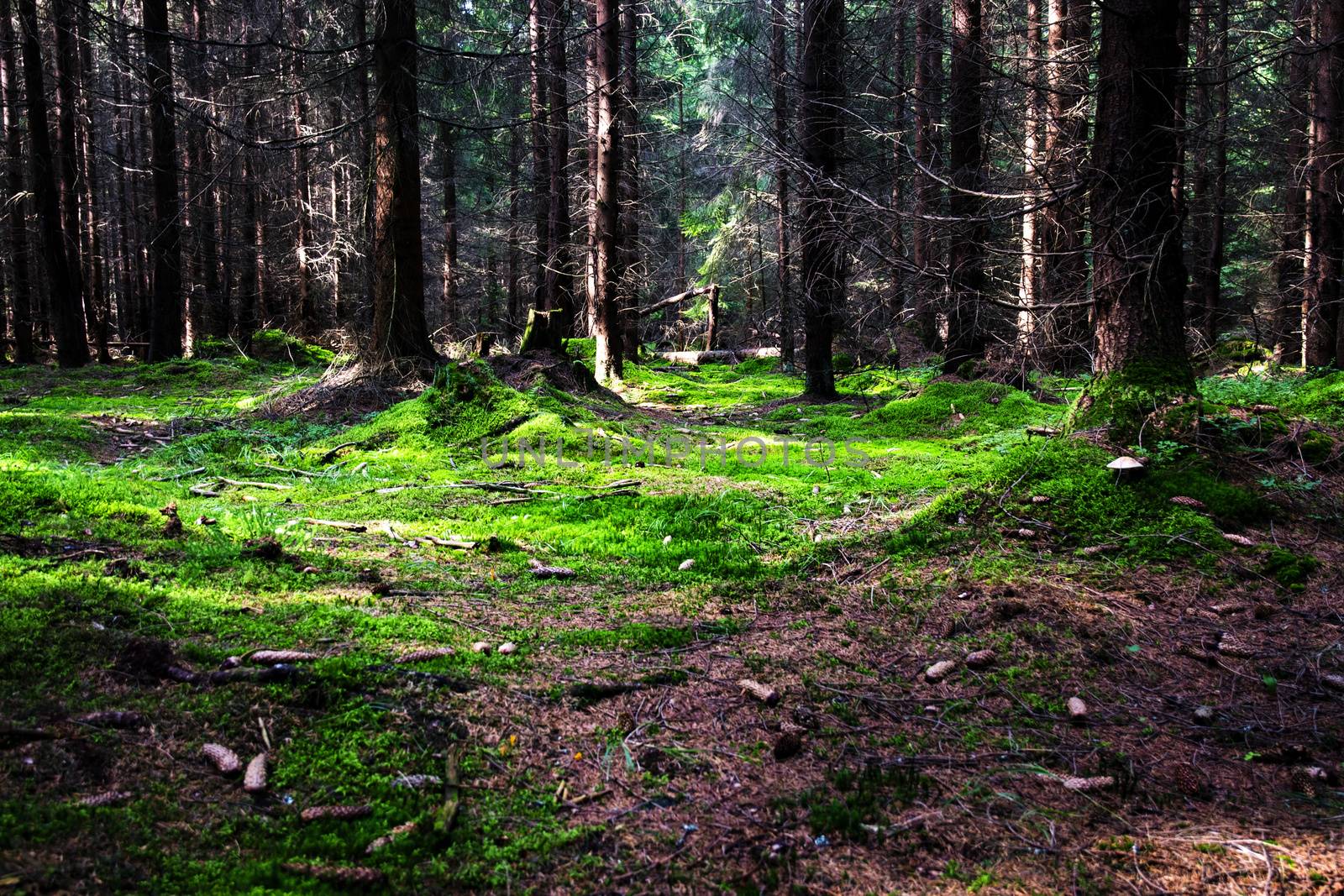 a dense forest with a green moss by Ahojdoma