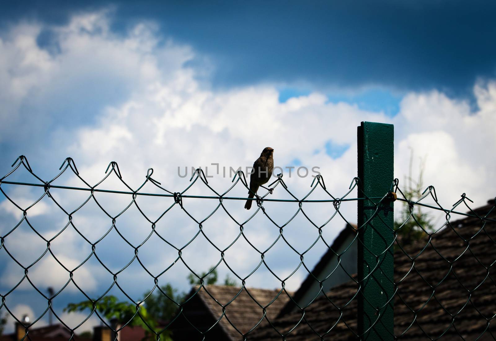 nature background Black redstart on wire fence