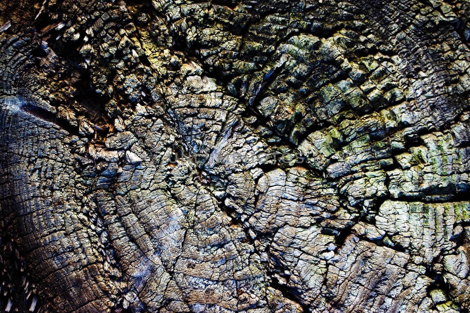 abstract detail of an old stump by Ahojdoma