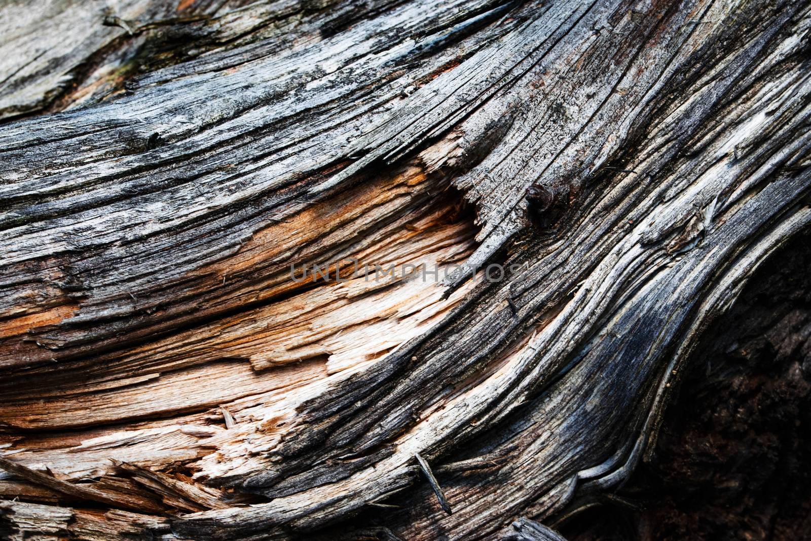 detail gray old weathered wood by Ahojdoma