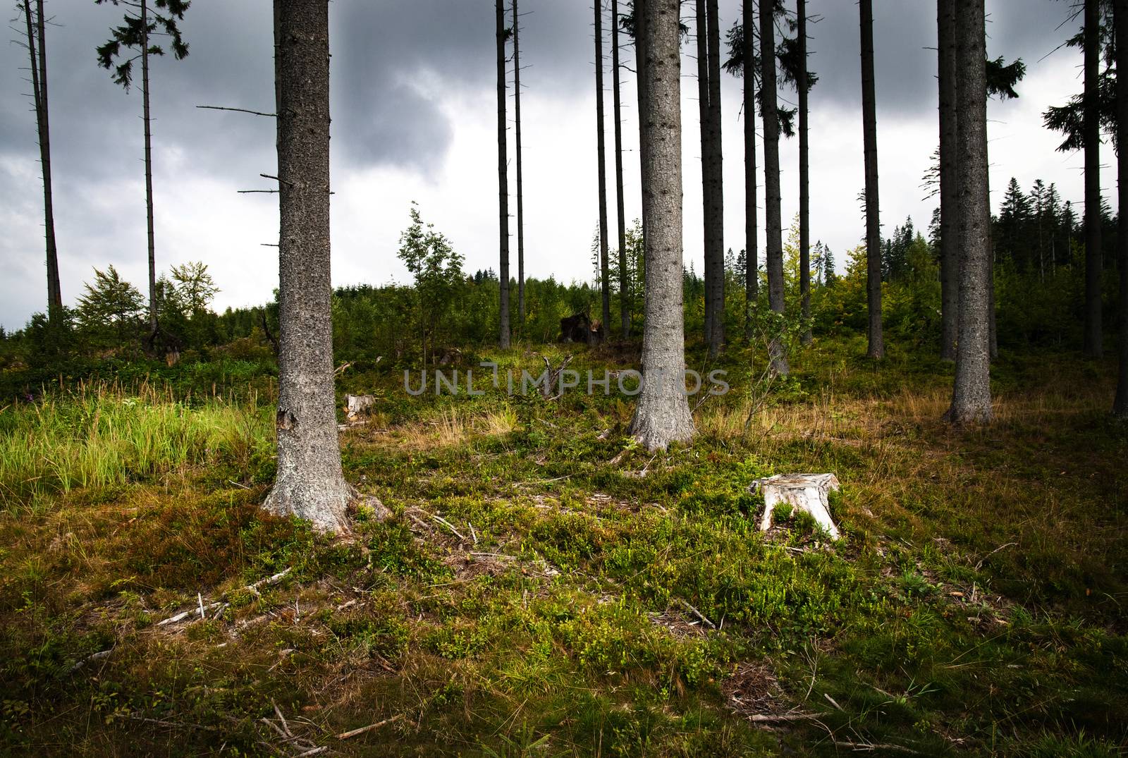 lanscape background on the edge of the forest before the rain