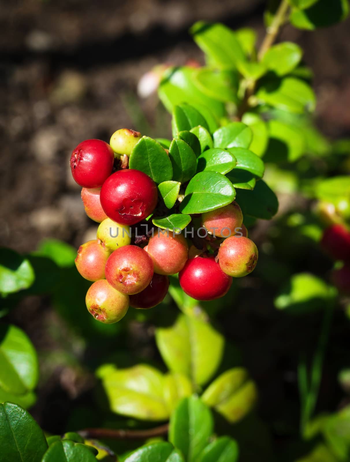 detail on unevenly unexpected cranberries by Ahojdoma