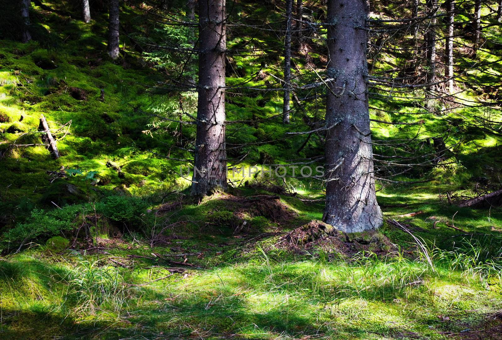 nature landscape background two spruces in green moss