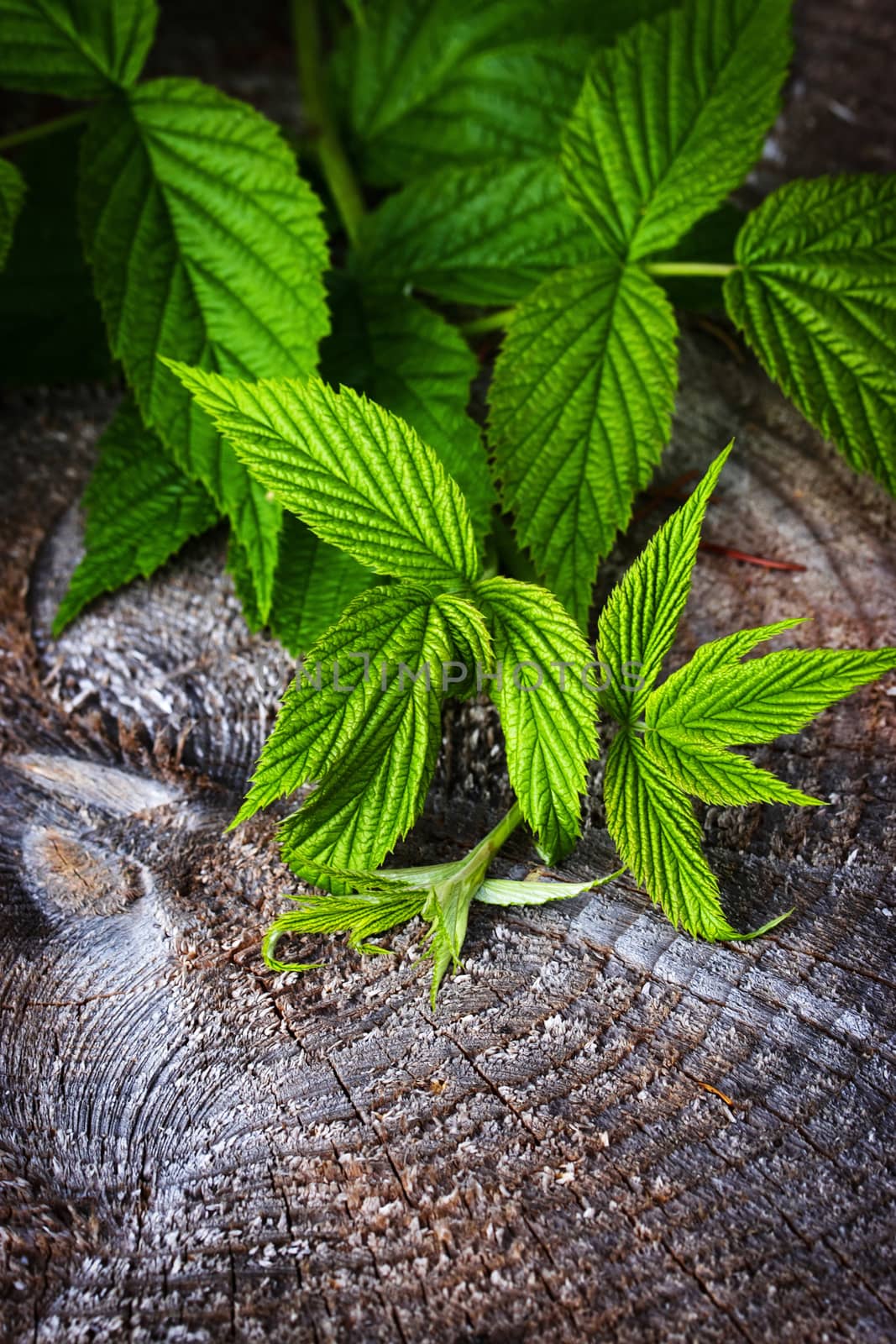 nature background green raspberry leaves on stump