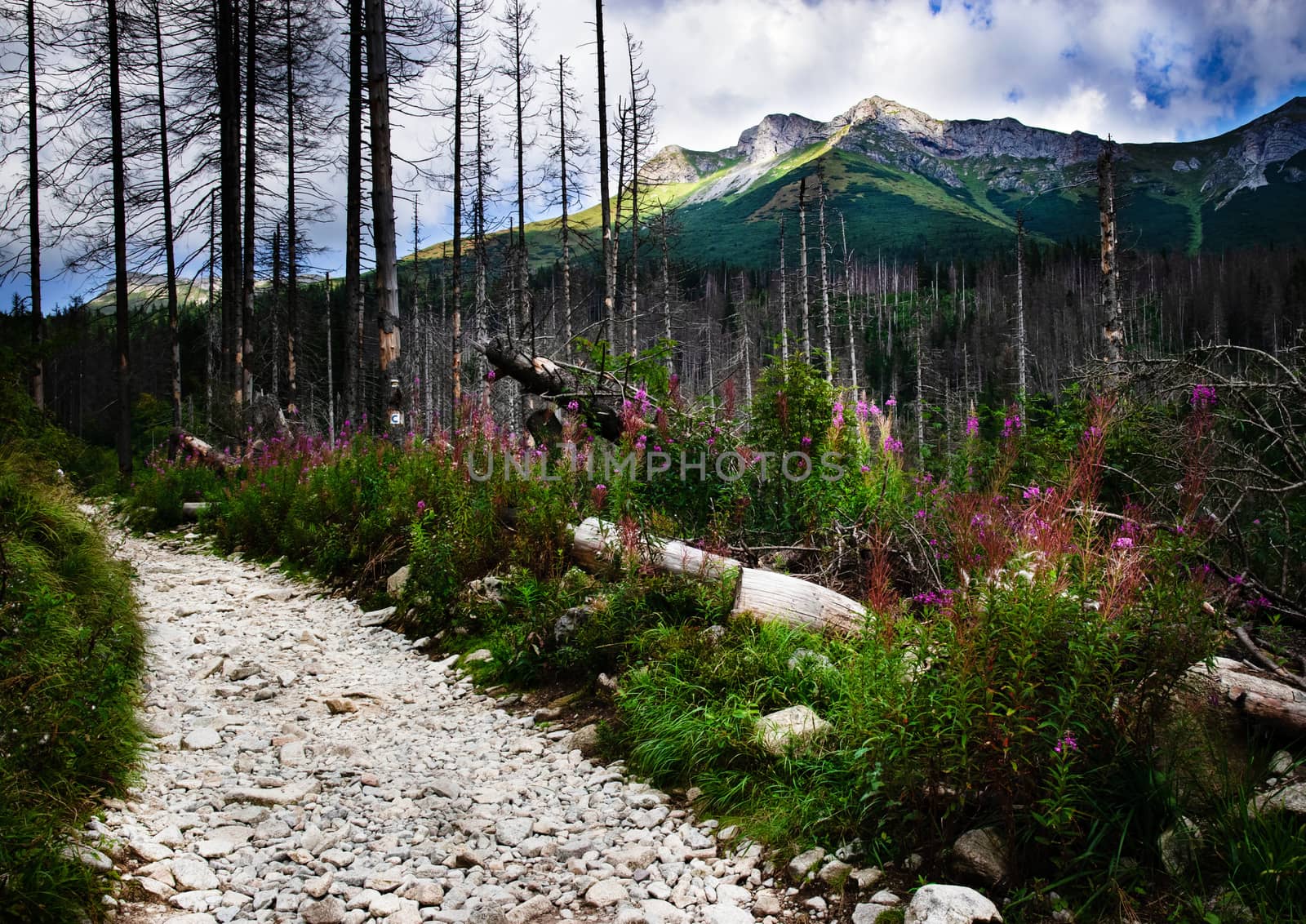 morning mountain landscape with dry trees by Ahojdoma