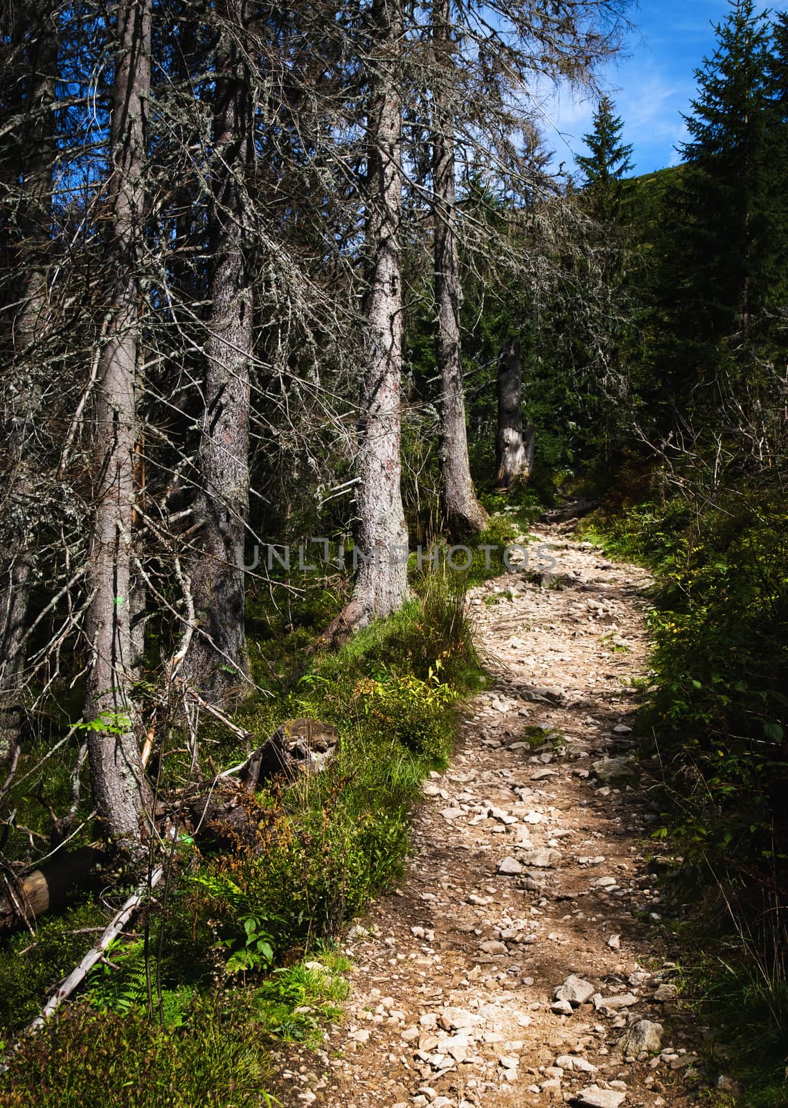 Mountain trail at the edge of dry trees by Ahojdoma