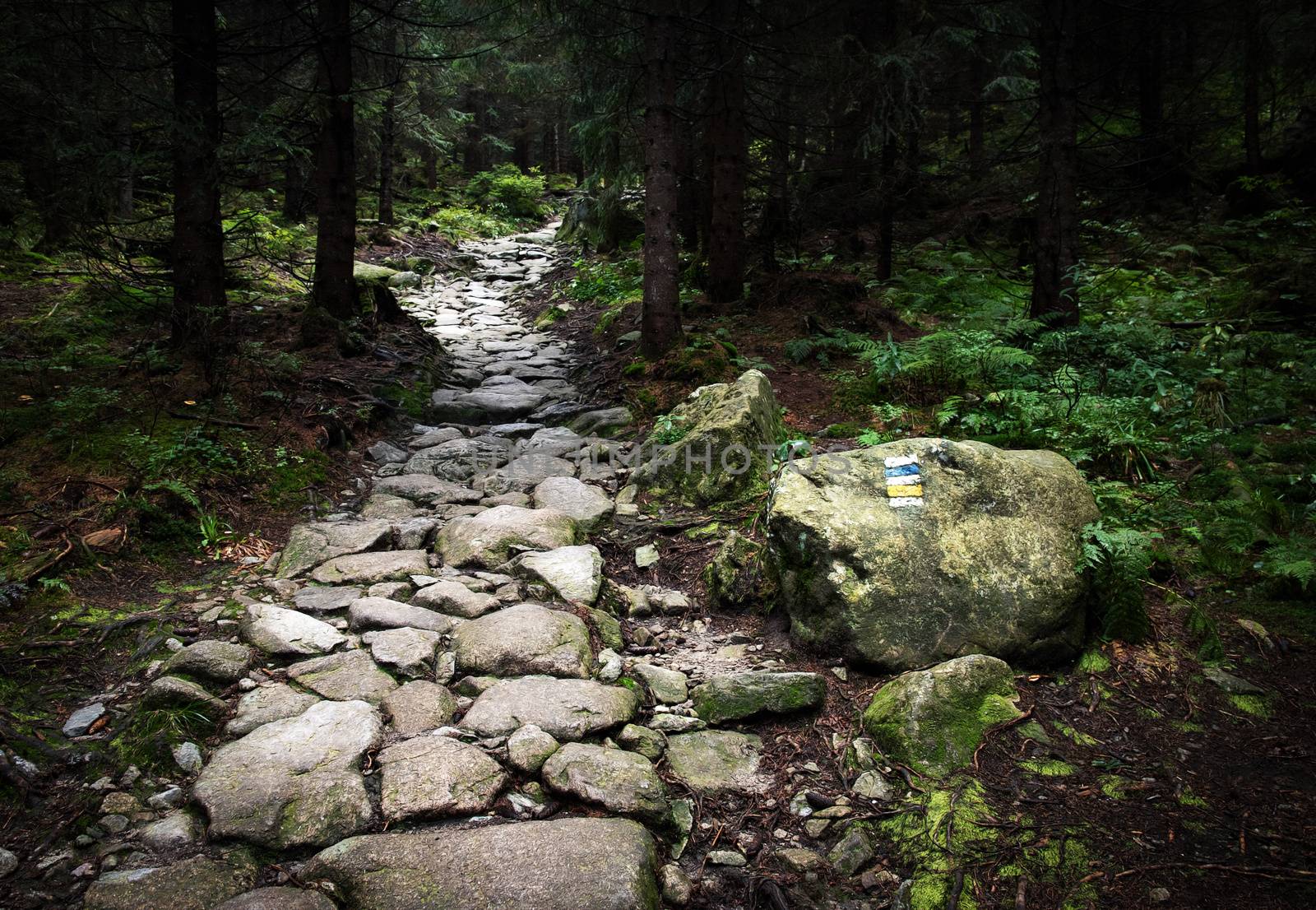 landscape background stone walkway in the dense forest