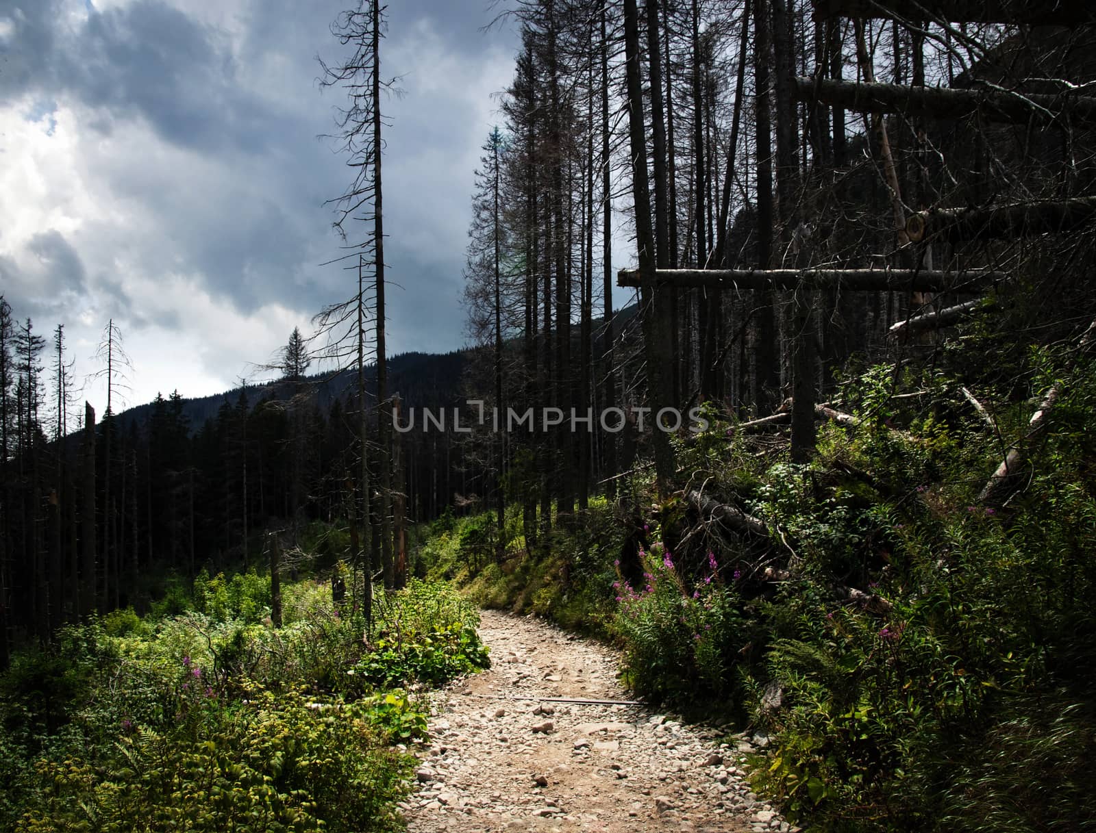 stone pavement between the broken trees by Ahojdoma