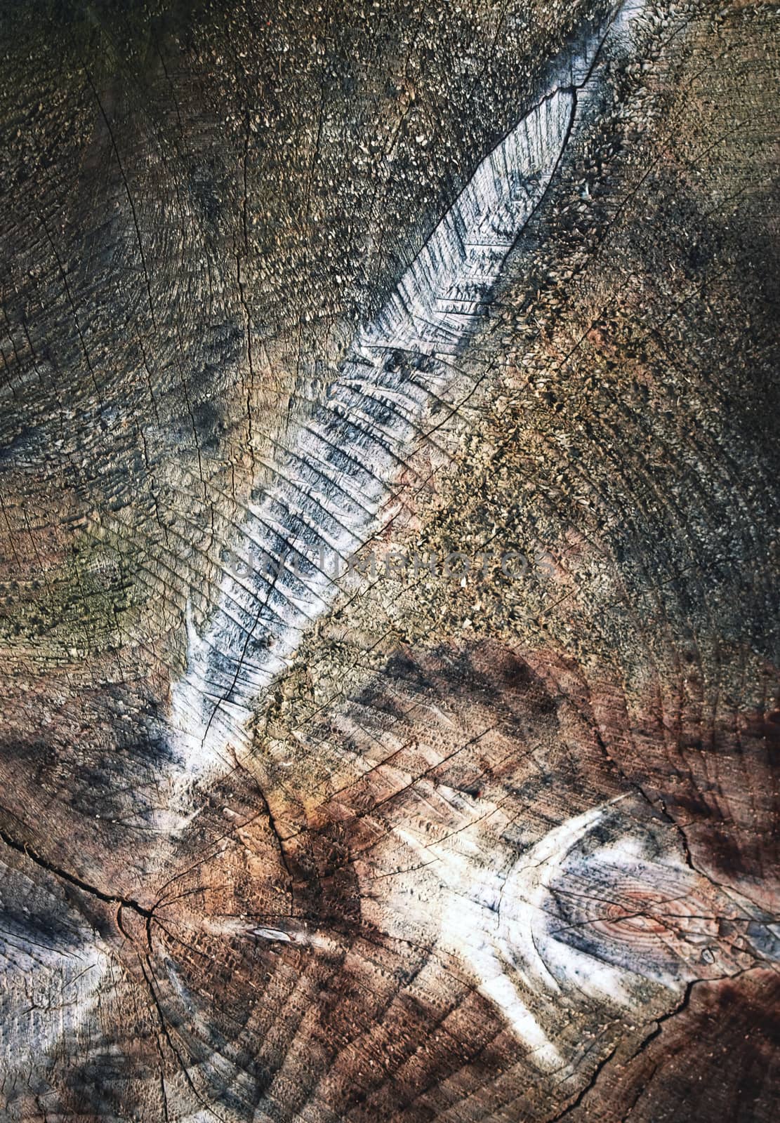abstract detail on a weathered old stump by Ahojdoma