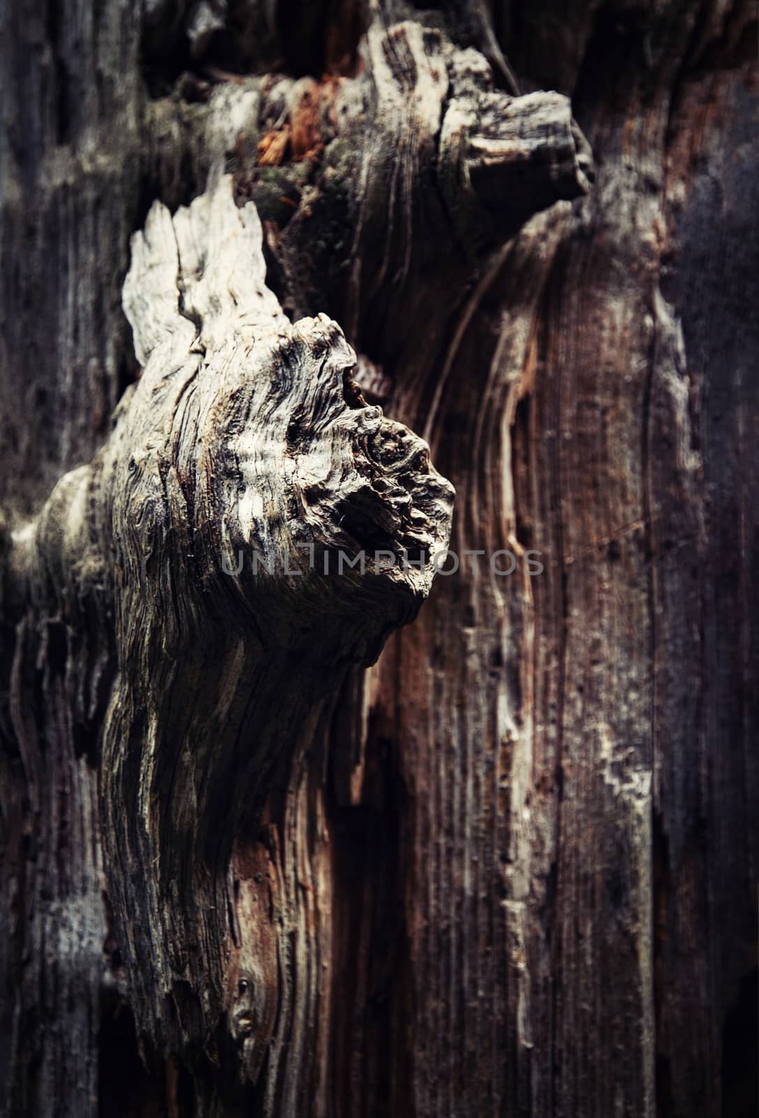 detail weathered old tree trunk by Ahojdoma