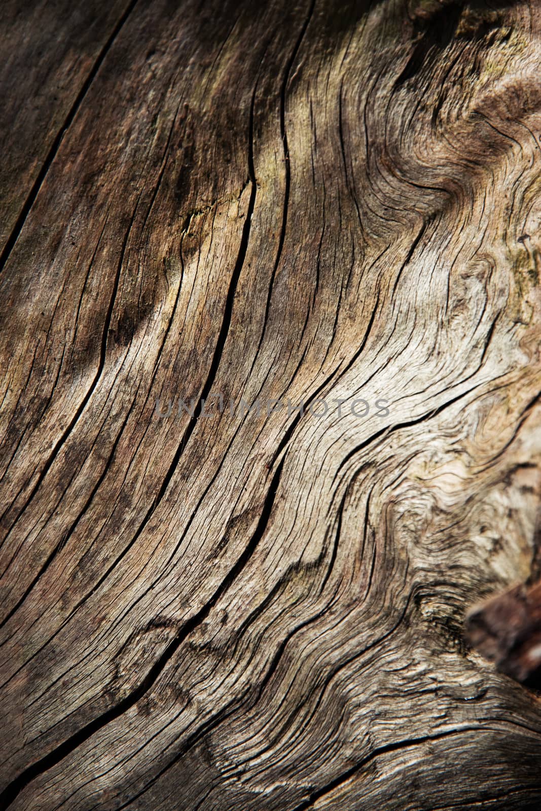 Detail of dry wood line by Ahojdoma