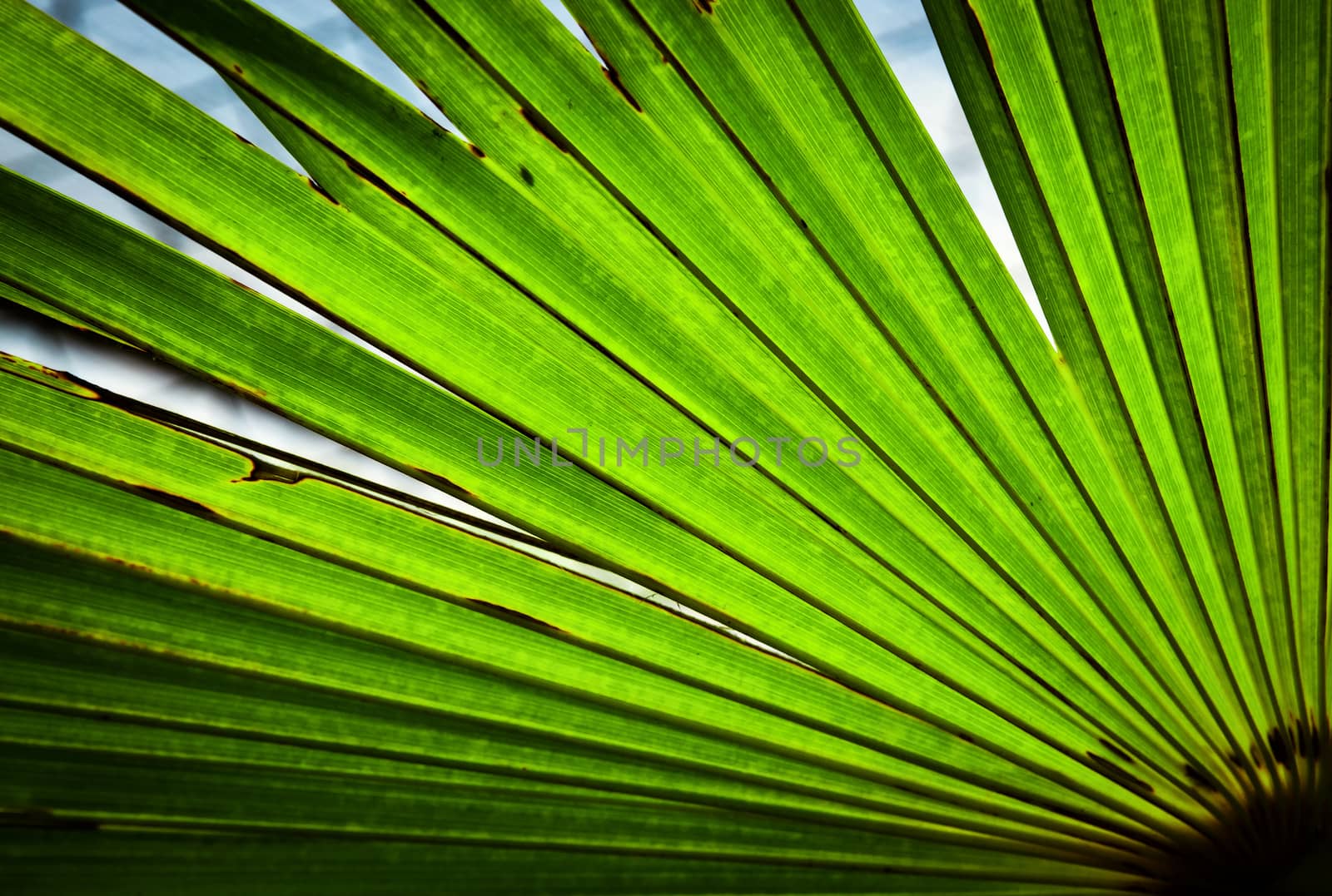 nature background or texture detail of a green leaf of a palm tree