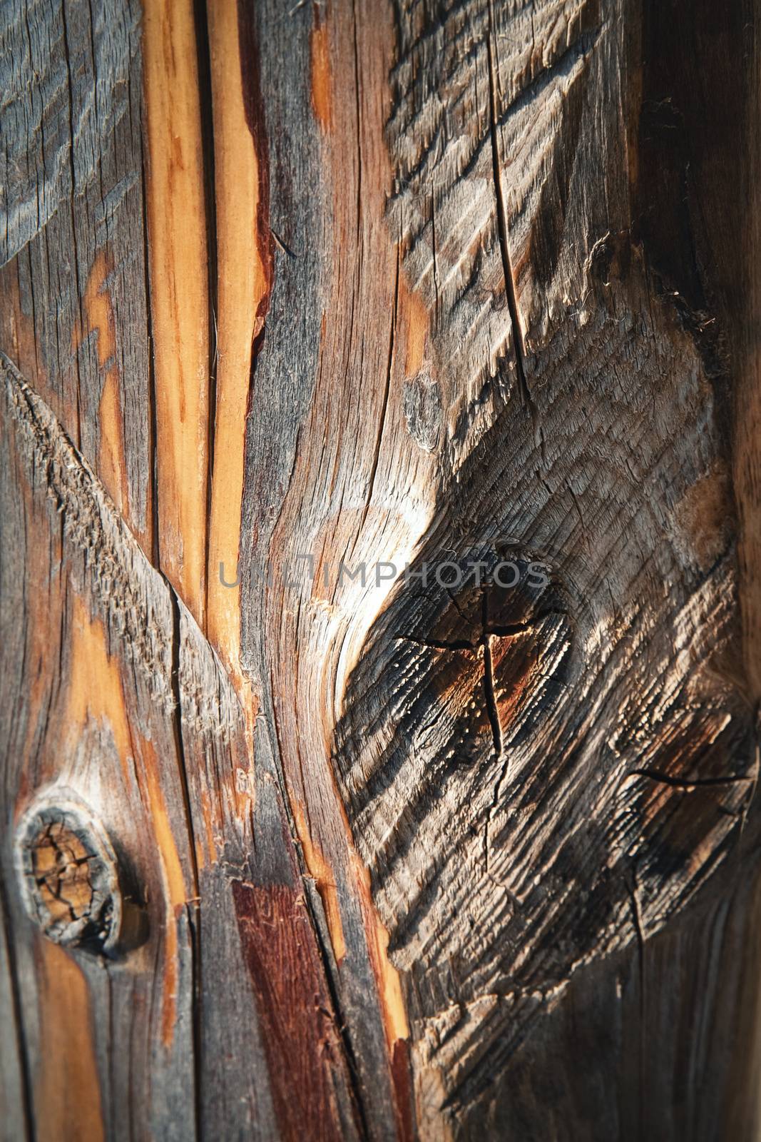 abstract background or texture Detail of a cut tree trunk