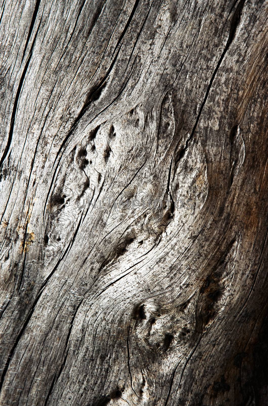 abstract background or texture gray wood on the old tree trunk