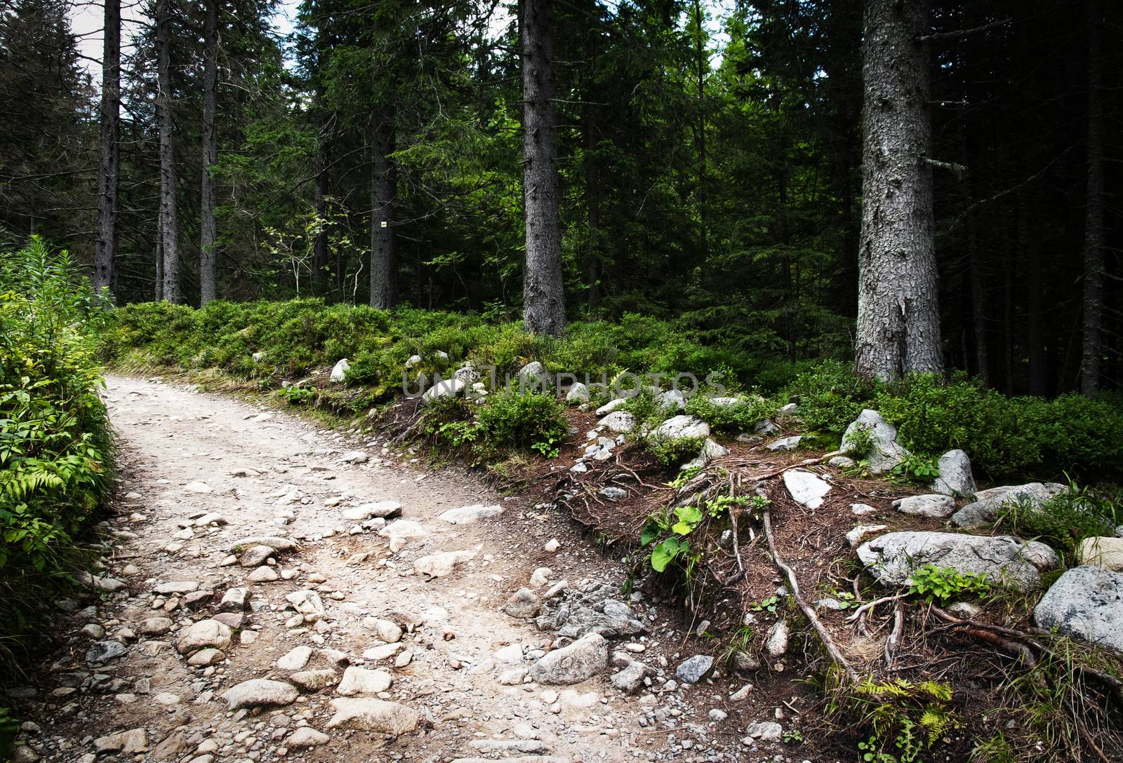 nature background stone walk through the spruce forest