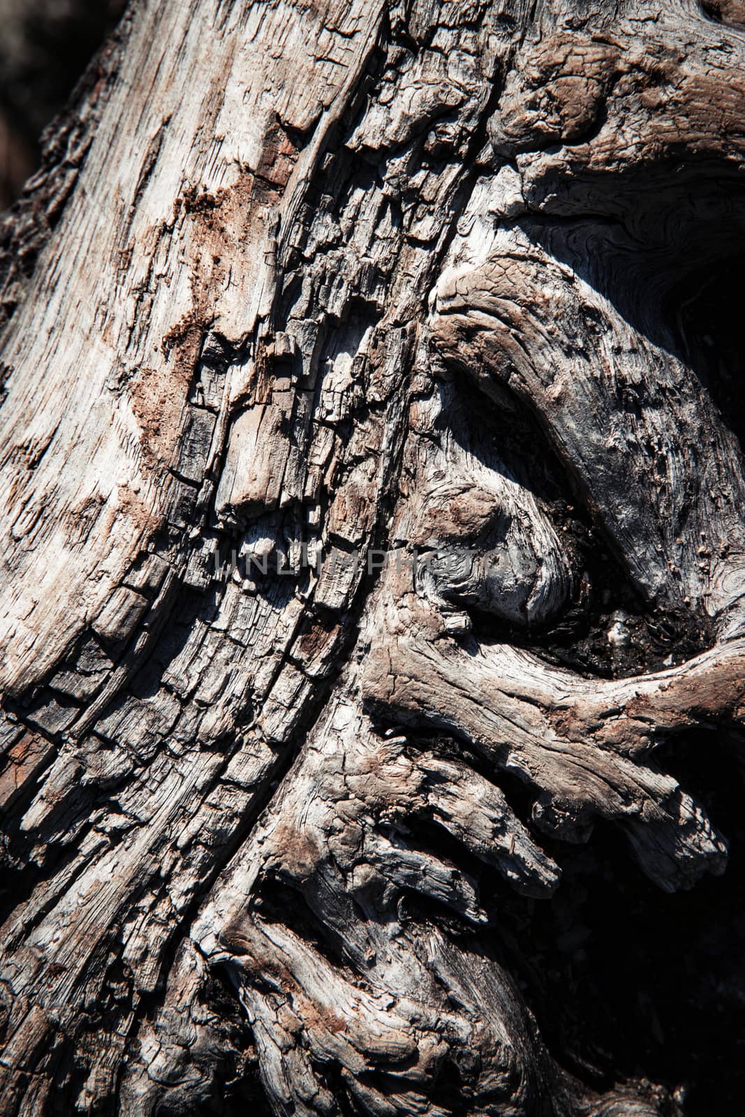 detail of an old weathered wooden branch by Ahojdoma