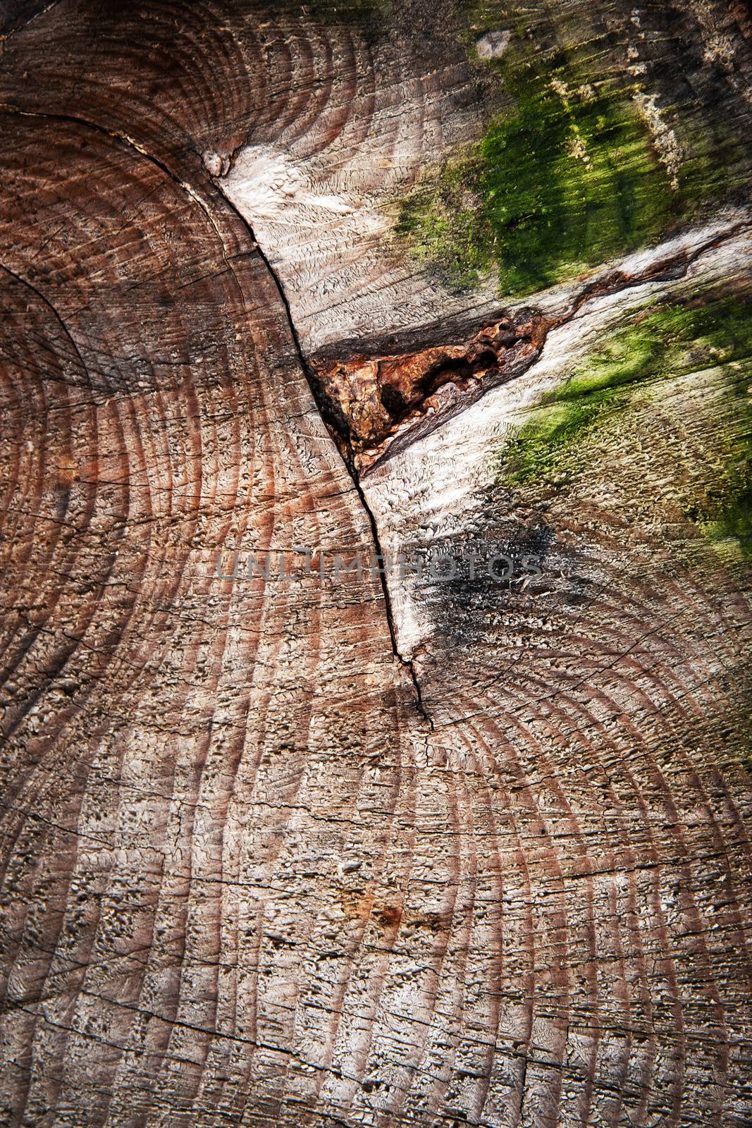 abstract background or texture detail of old wooden stump with a shape