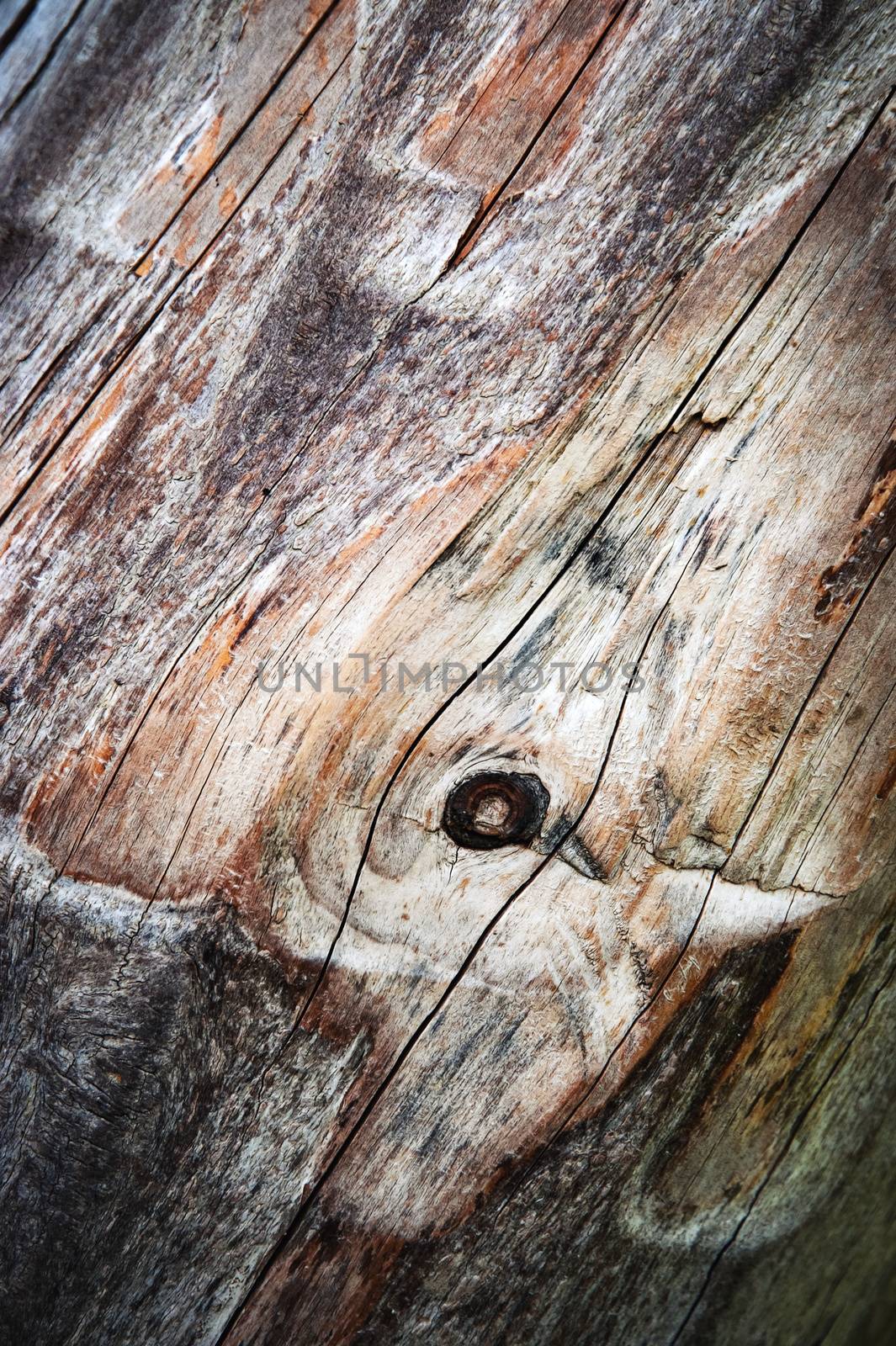 abstract background or texture detail of wood without bark