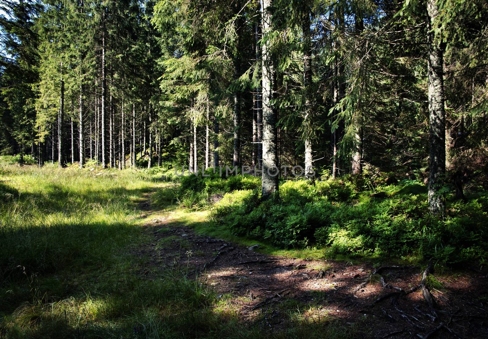 on the edge of spruce forest by Ahojdoma