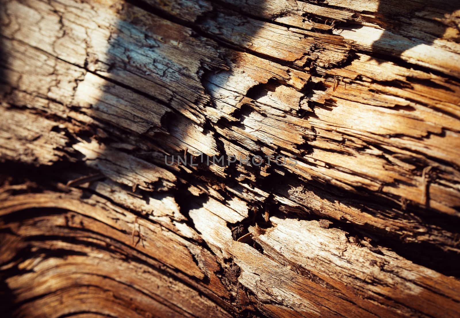detail broken brown rotten wood by Ahojdoma