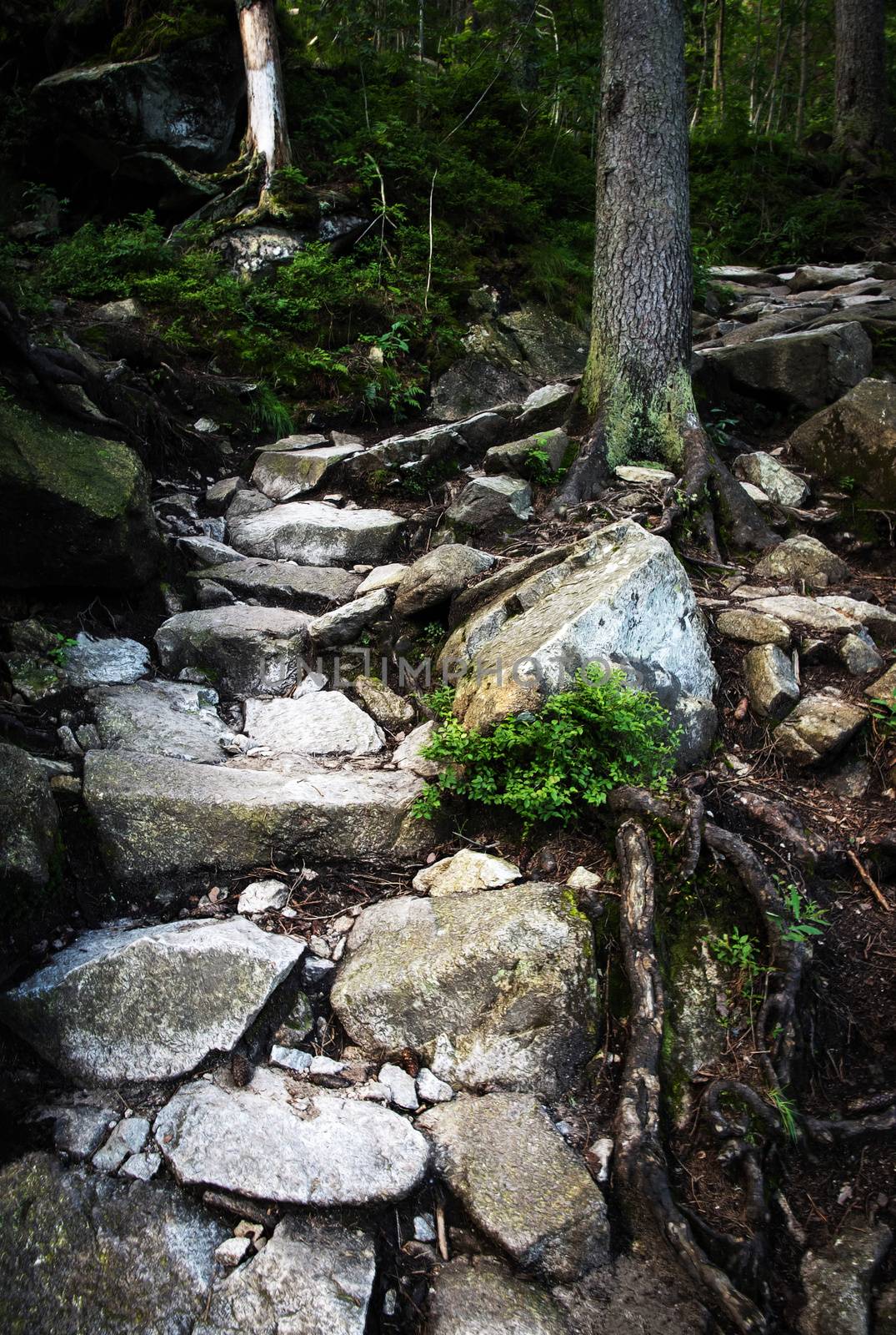 nature landscape background stair stone walkway in the forest