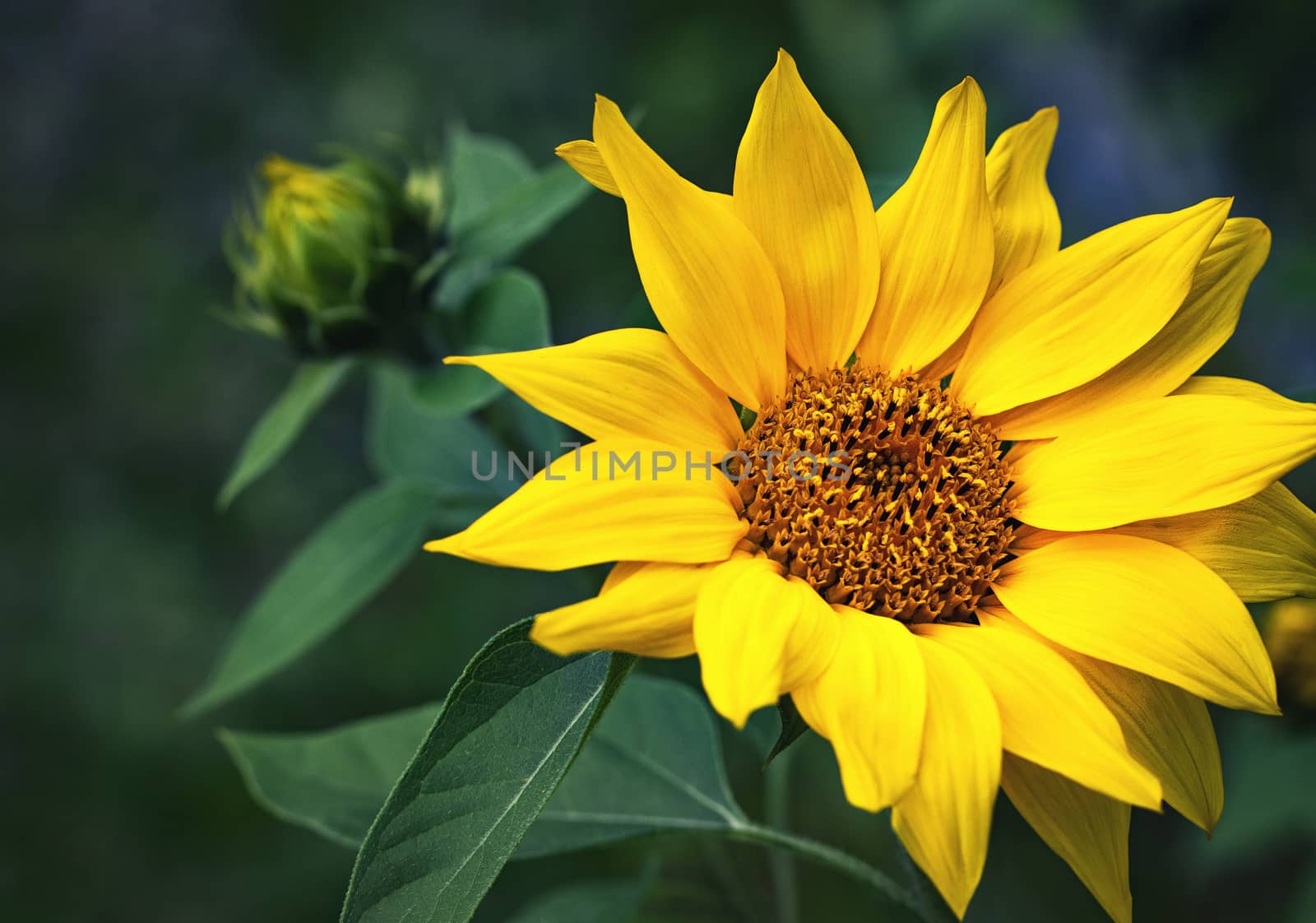 natural sunflower still life by Ahojdoma