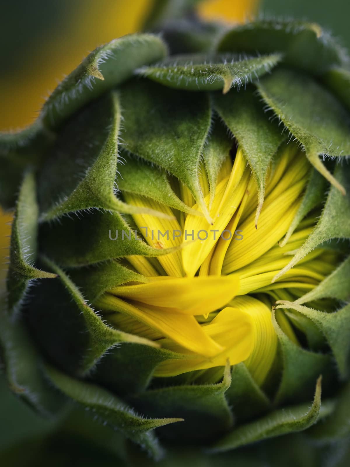 nature seasonal background opening up sunflower bud
