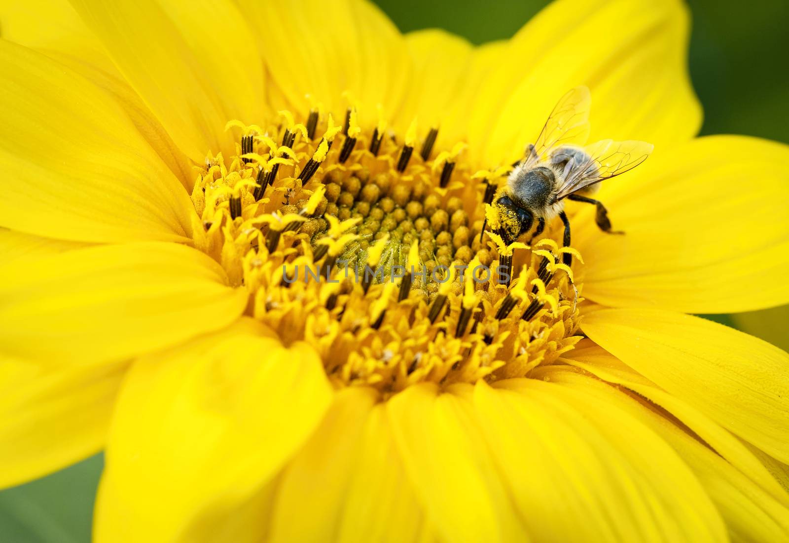nature background Bee on small yellow flowers blooms sunflowers