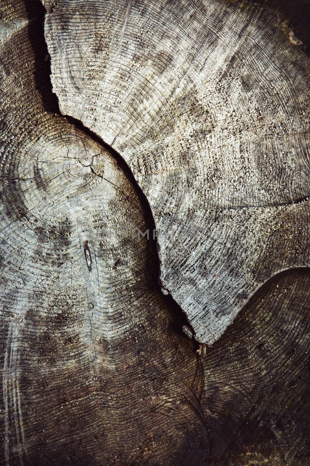 detail of an old stump sawn by Ahojdoma