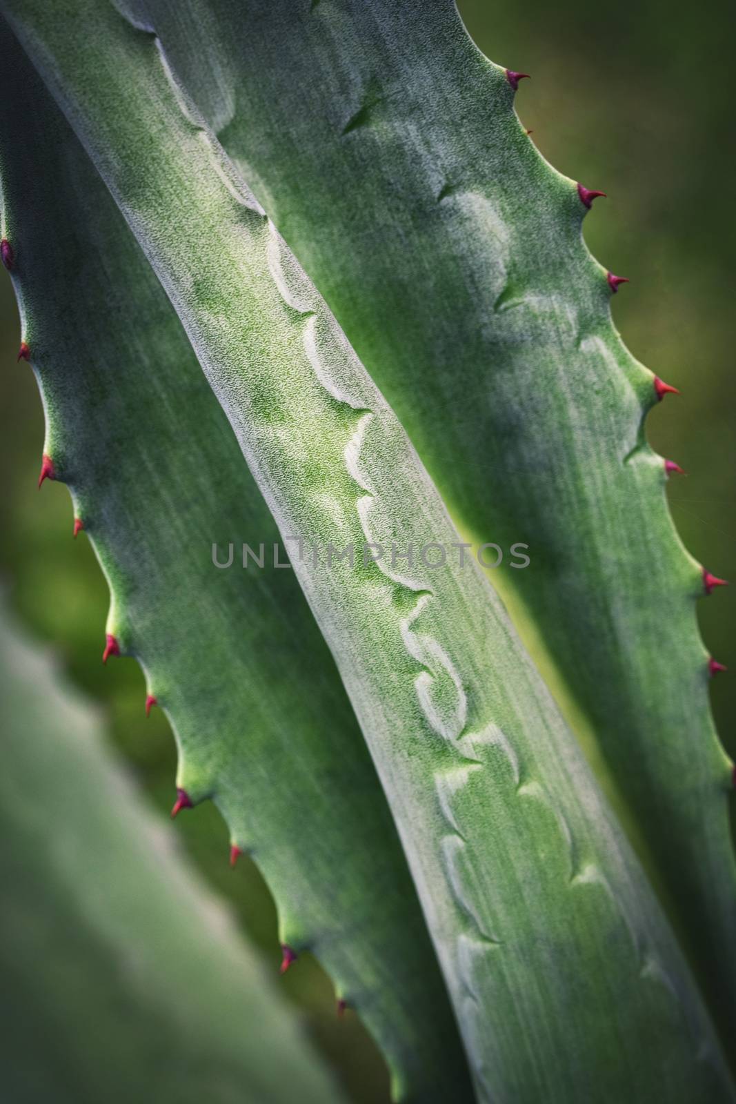 nature background detail on dark agave leaves