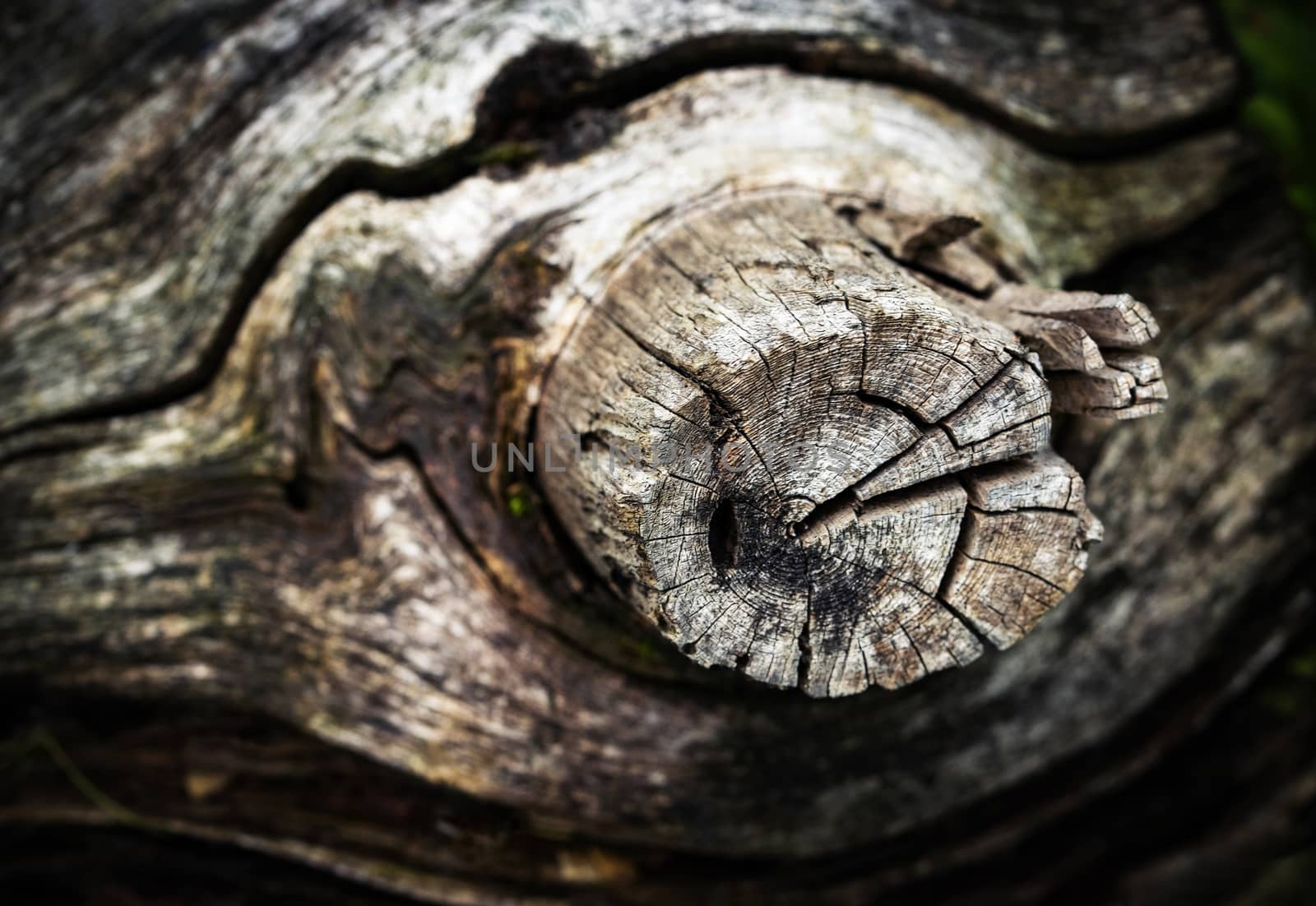 nature retro detail blurry detail of the old branch