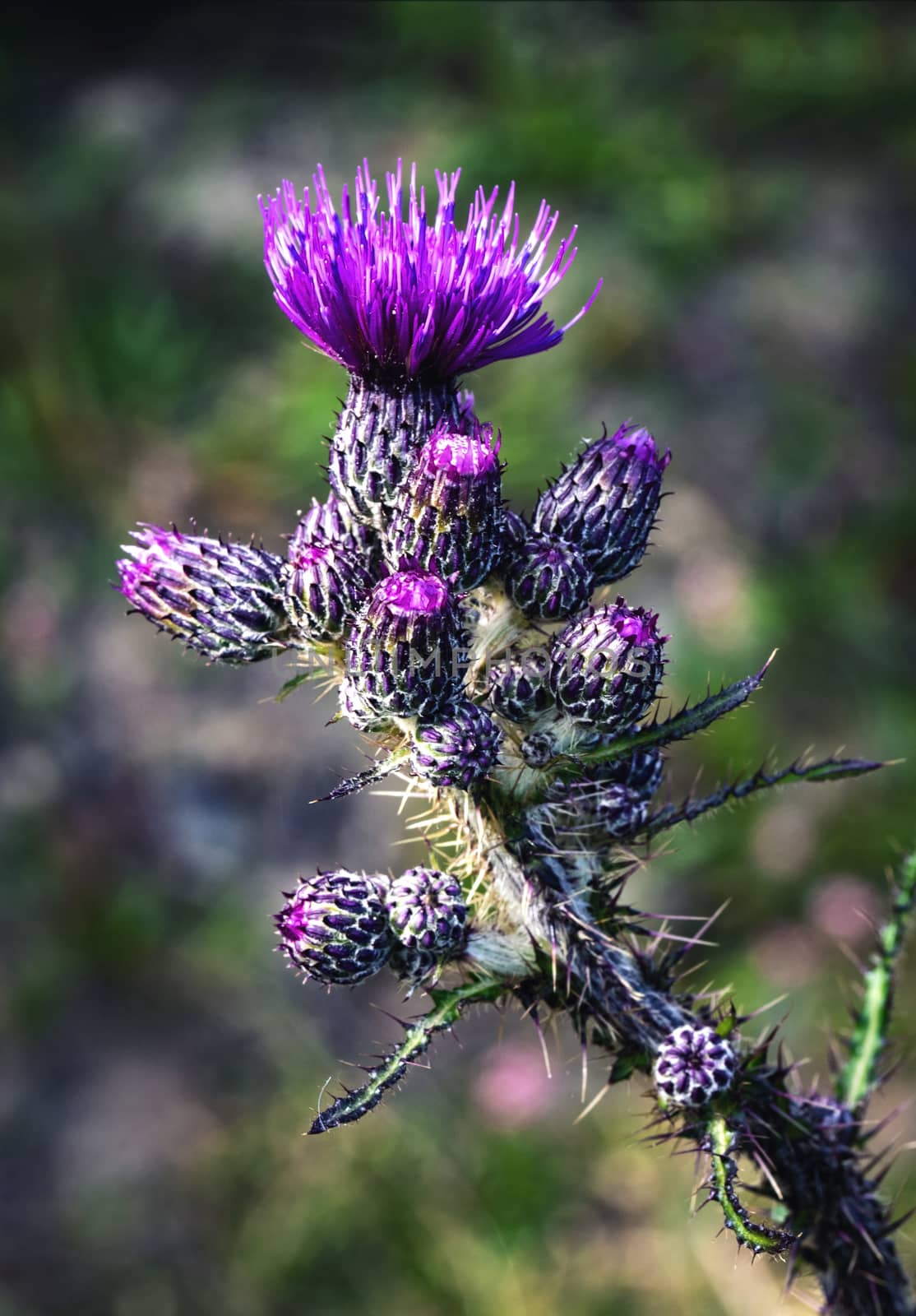 detail inflorescence purple thistle by Ahojdoma