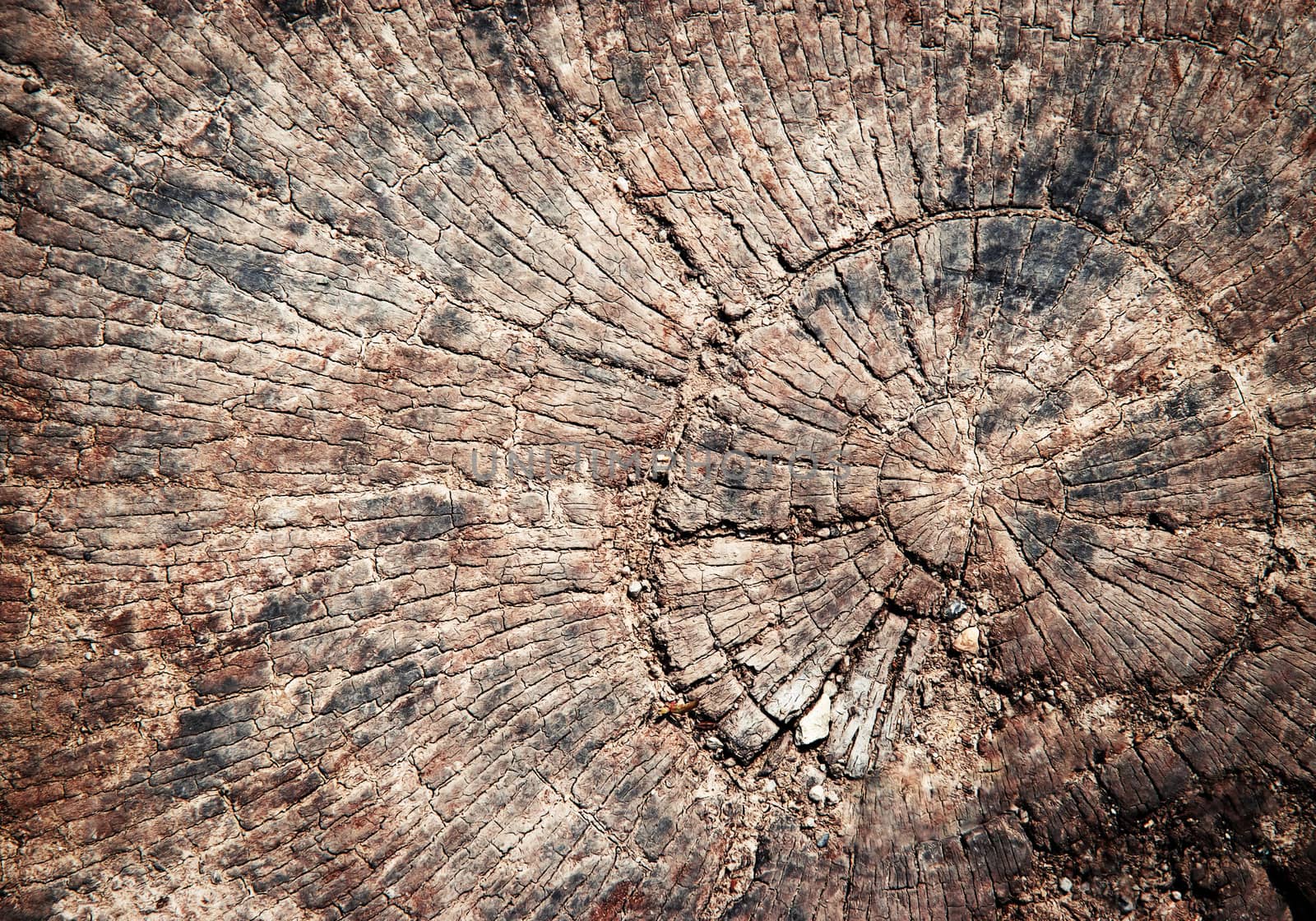 detail weathered stump by Ahojdoma