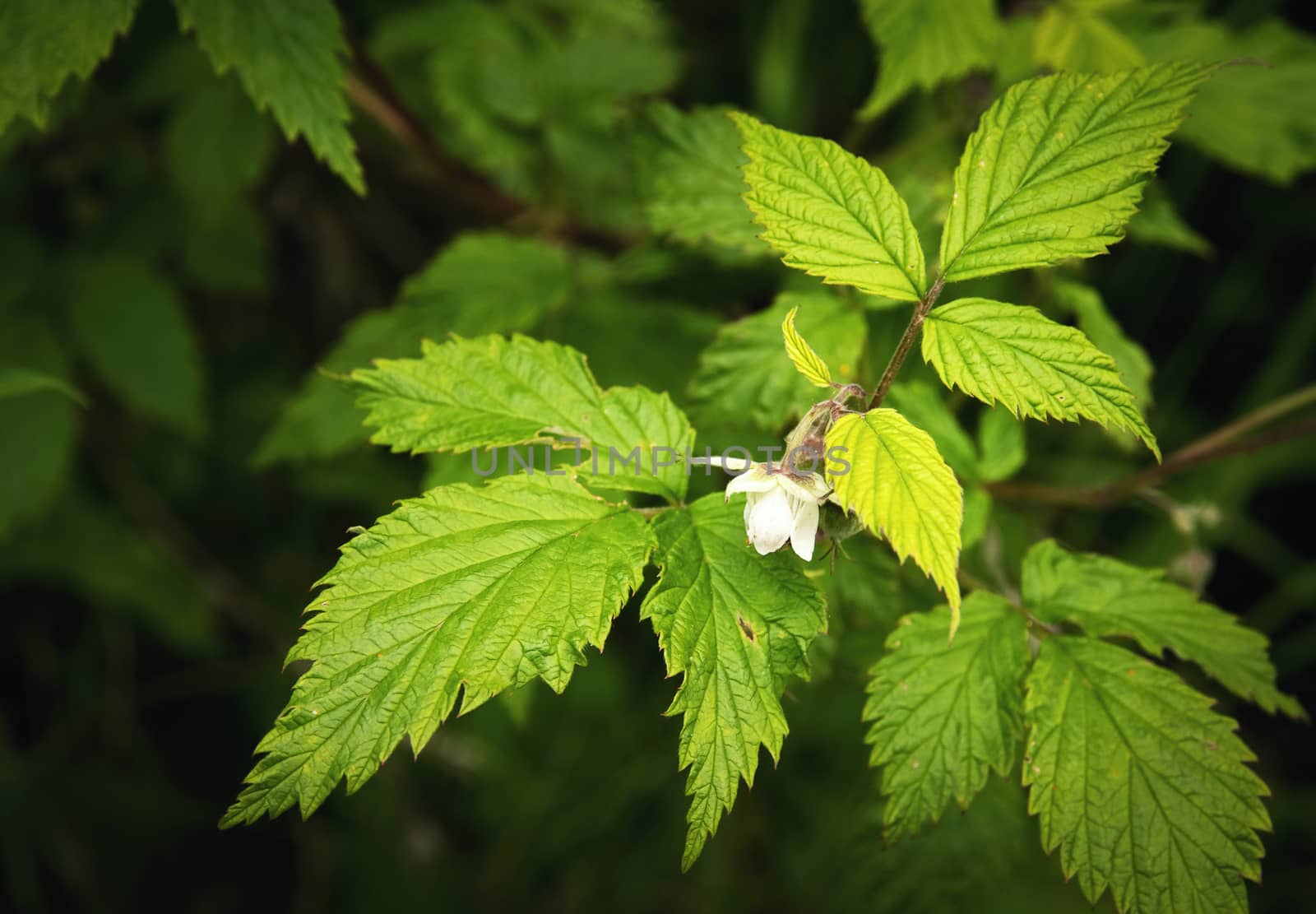 flower on raspberry leaves by Ahojdoma