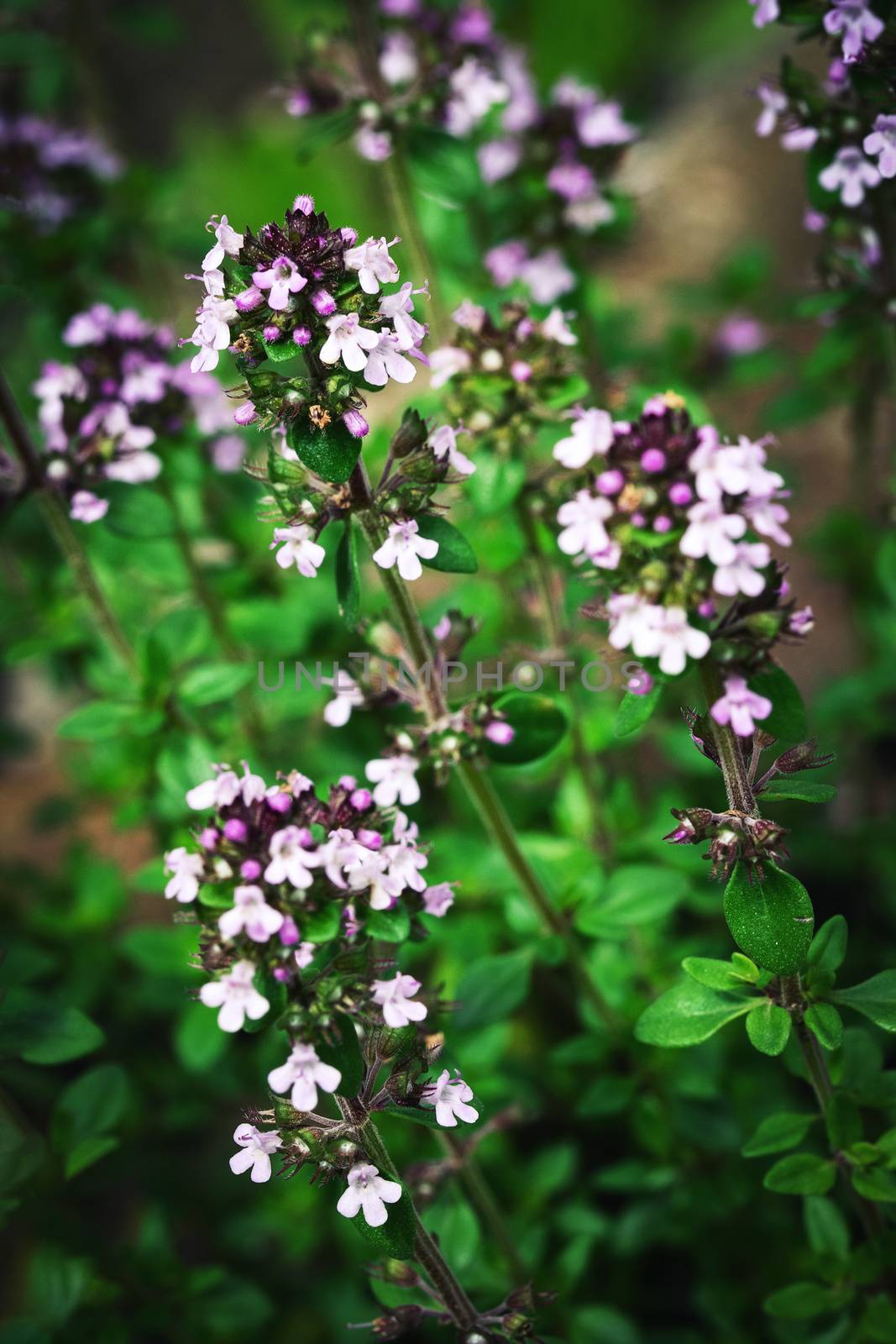 nature seasonal purple flowers of thyme