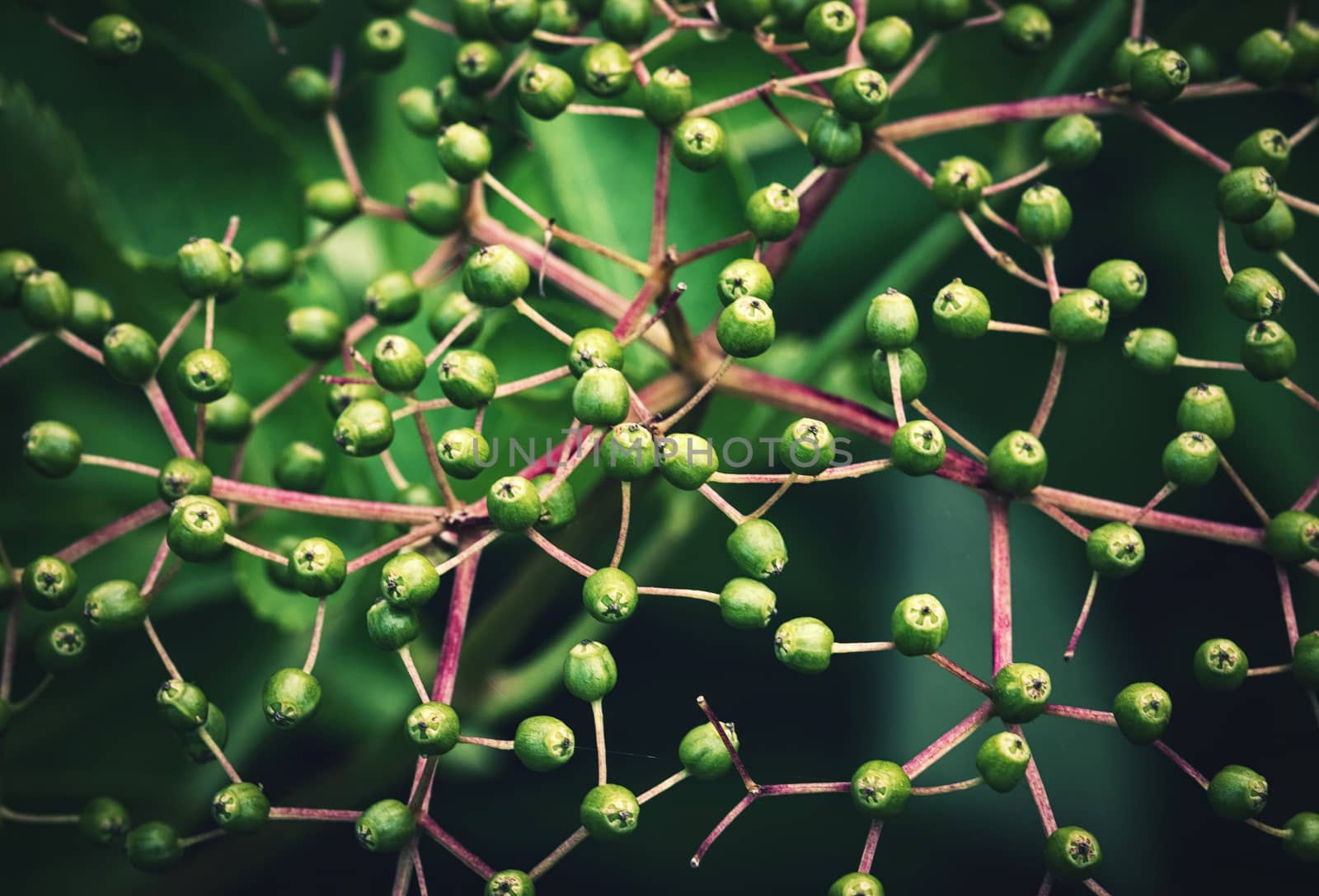 nature seasonal background green berries black base