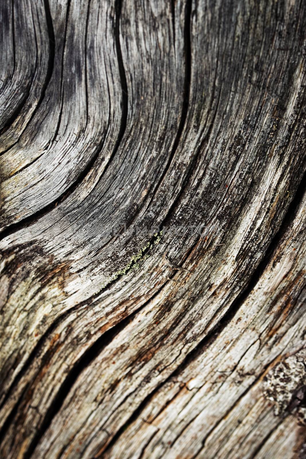 abstract wavy wood detail by Ahojdoma