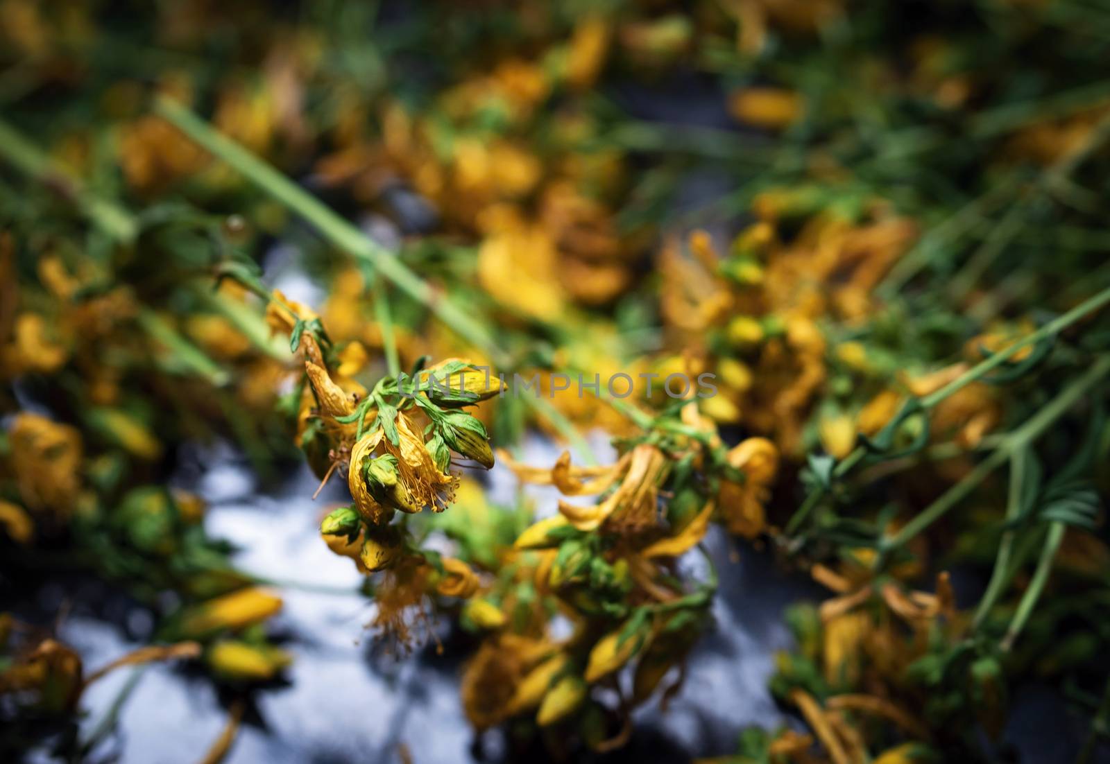 seasonal abstract background Dried flowers St. John's wort