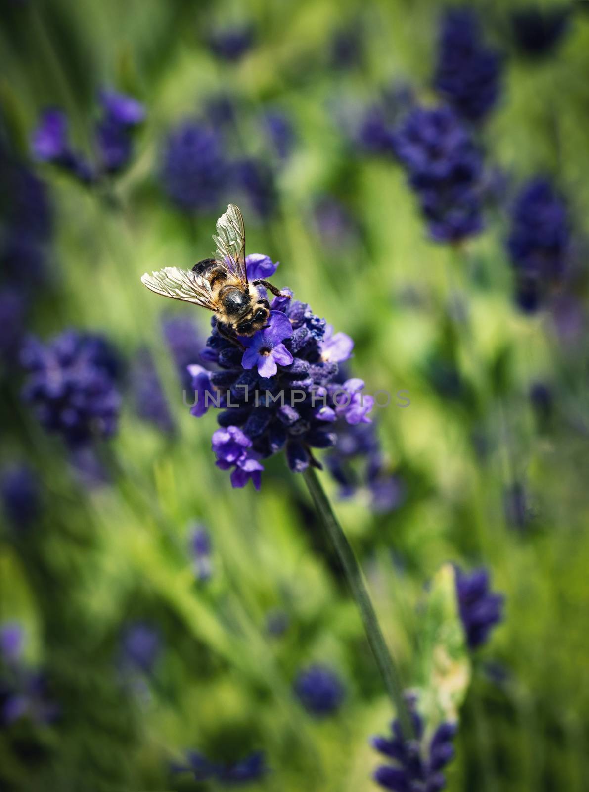 nature seasonal background bee on lavender flowers