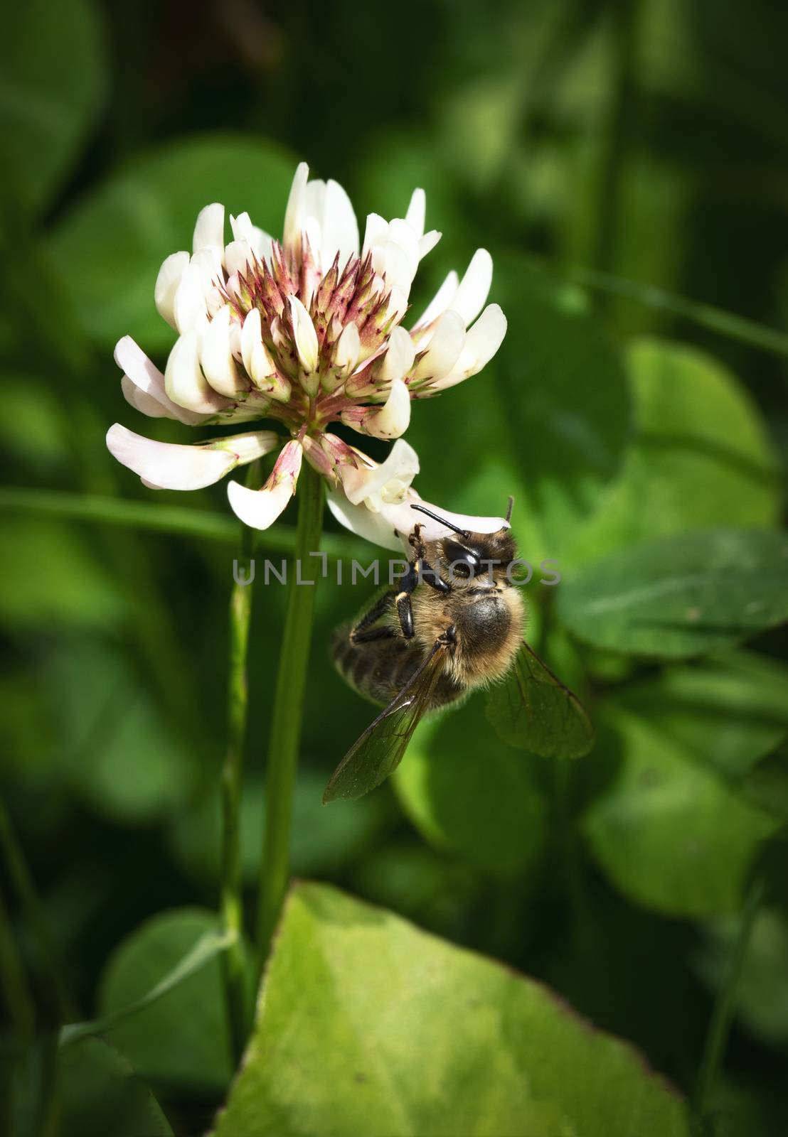 bee on the white clover flower by Ahojdoma