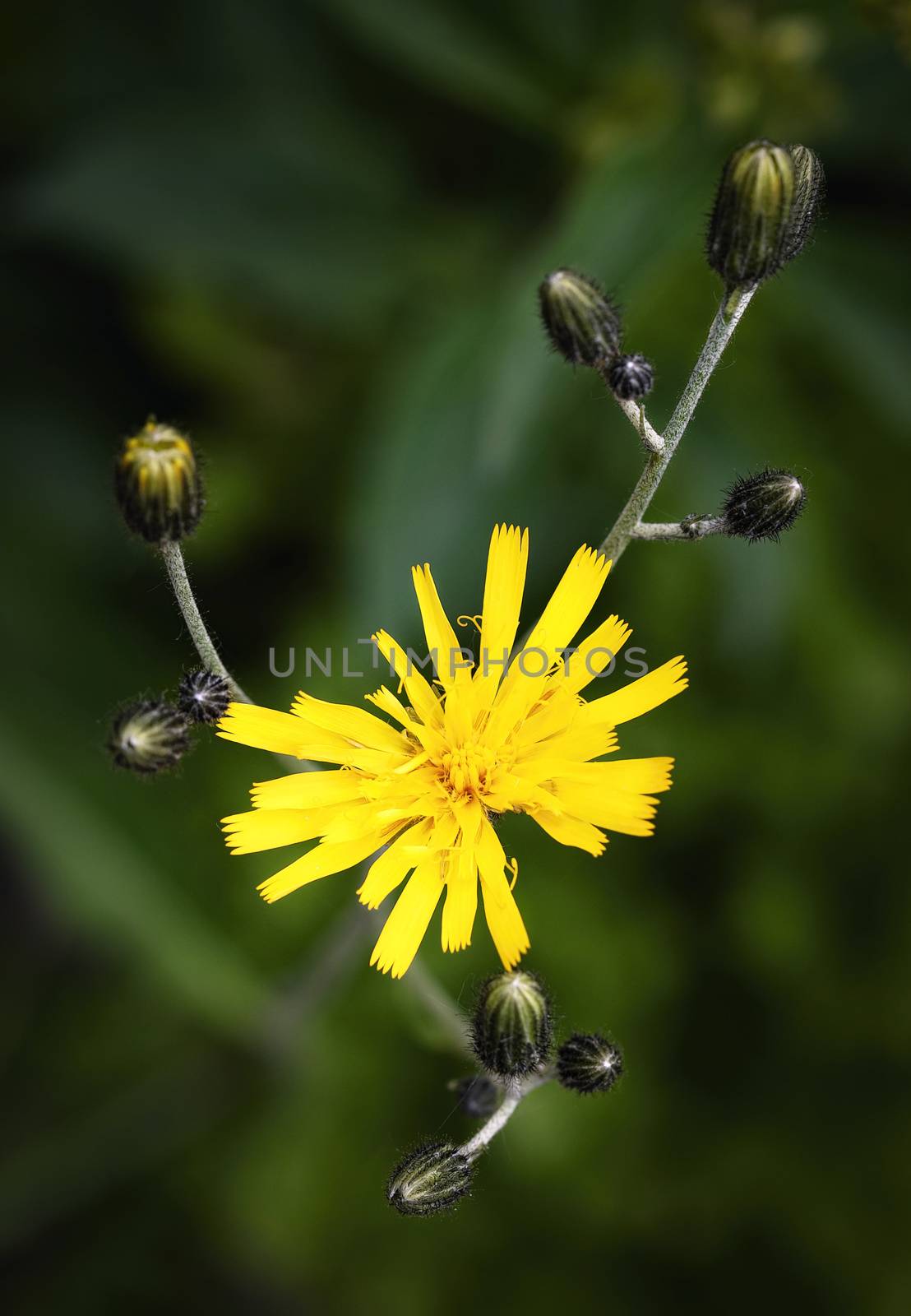 nature seasonal background detail yellow flowers dandelion with buds