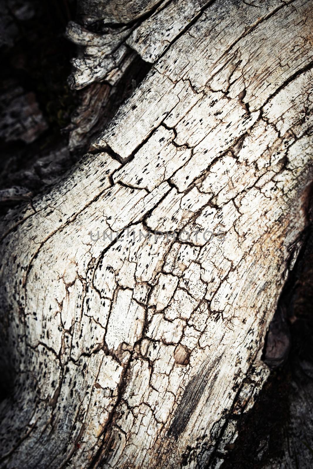 Detail of old wood with a crack by Ahojdoma