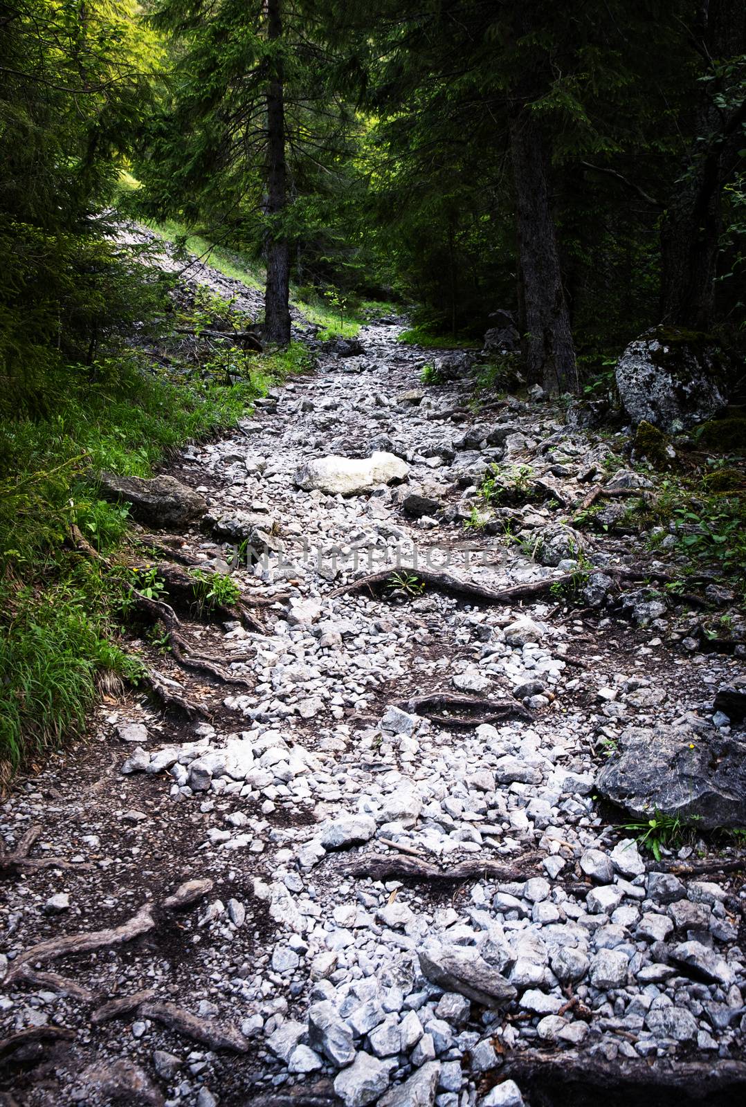 nature background trail in the woods with white stones