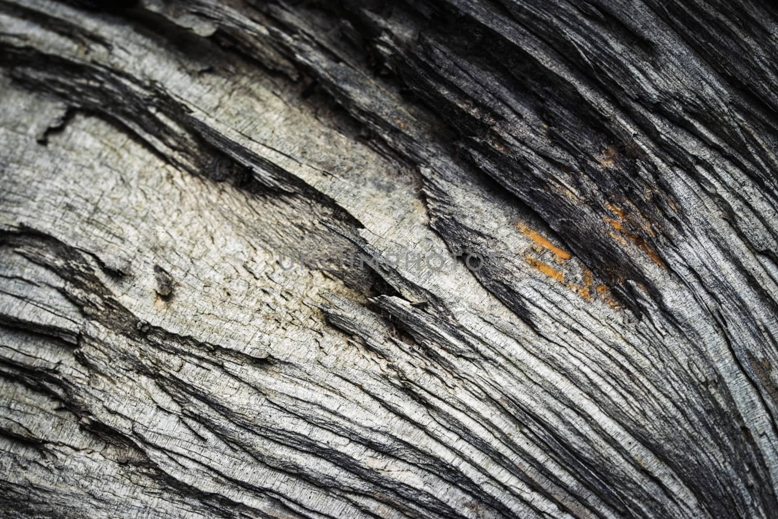 detail of dry broken wood by Ahojdoma