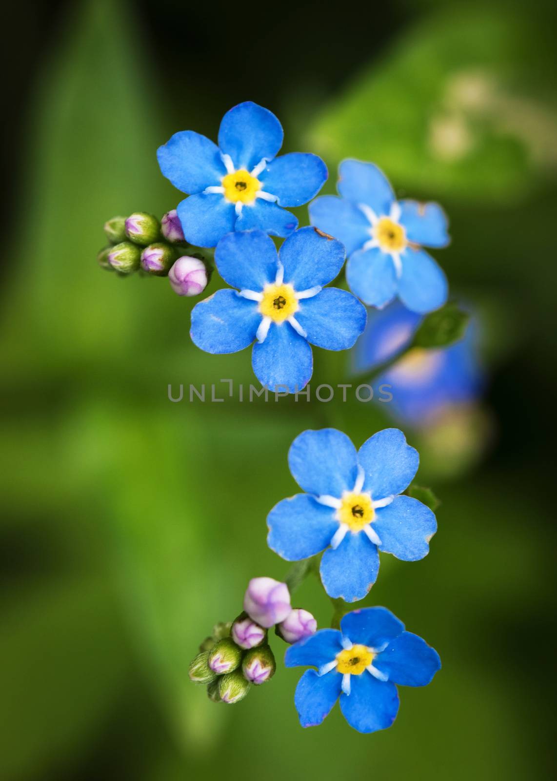 group of blue flowers forget-me-not by Ahojdoma