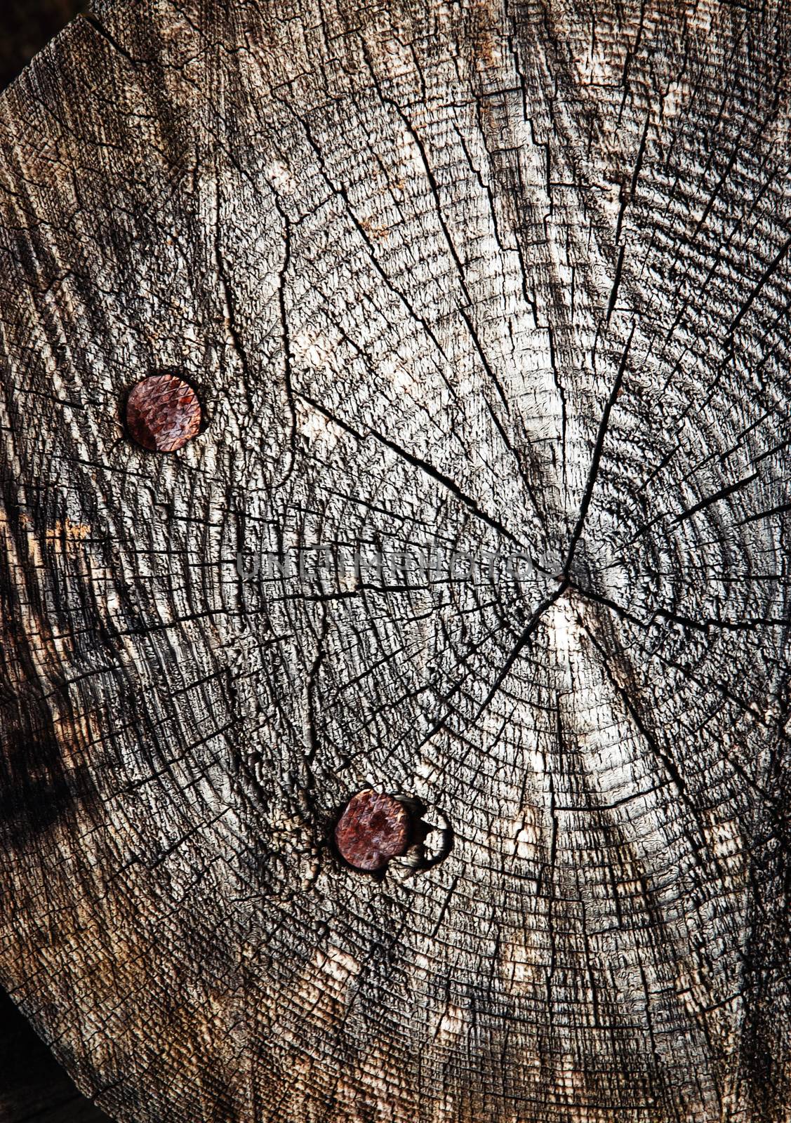 wooden trunk with nails by Ahojdoma