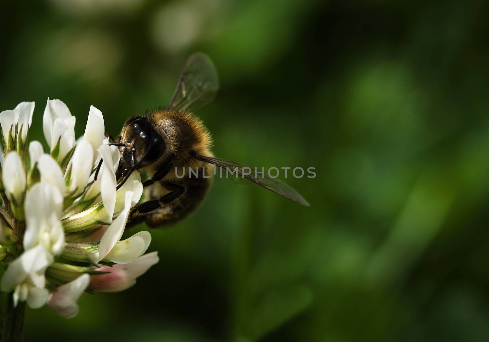 bee on white clover by Ahojdoma